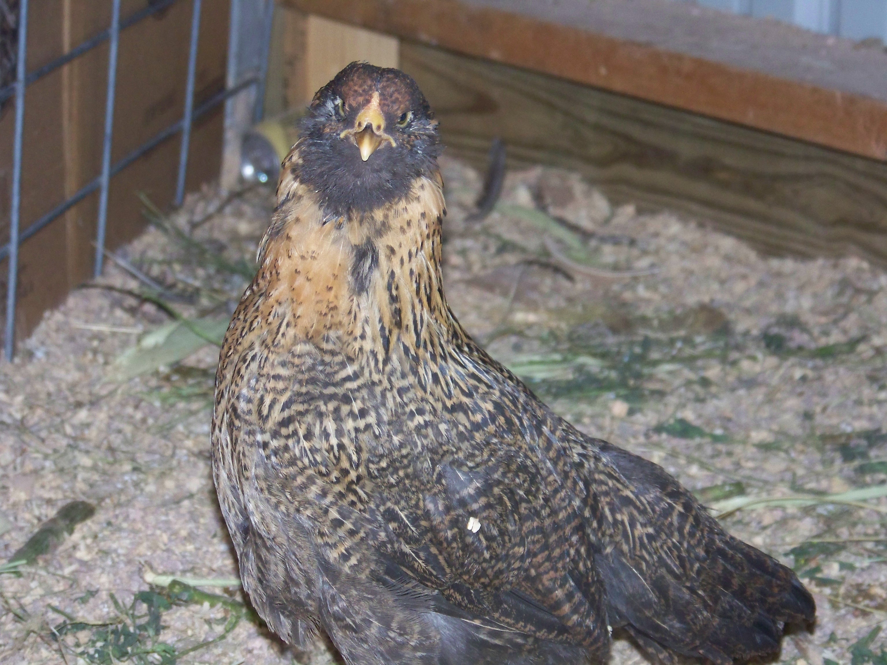 Was told this was an Aracauna Hen, but not so sure of either now.