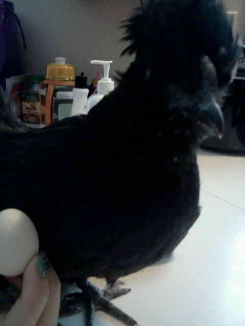 Wasabi and her first egg at 3 months.