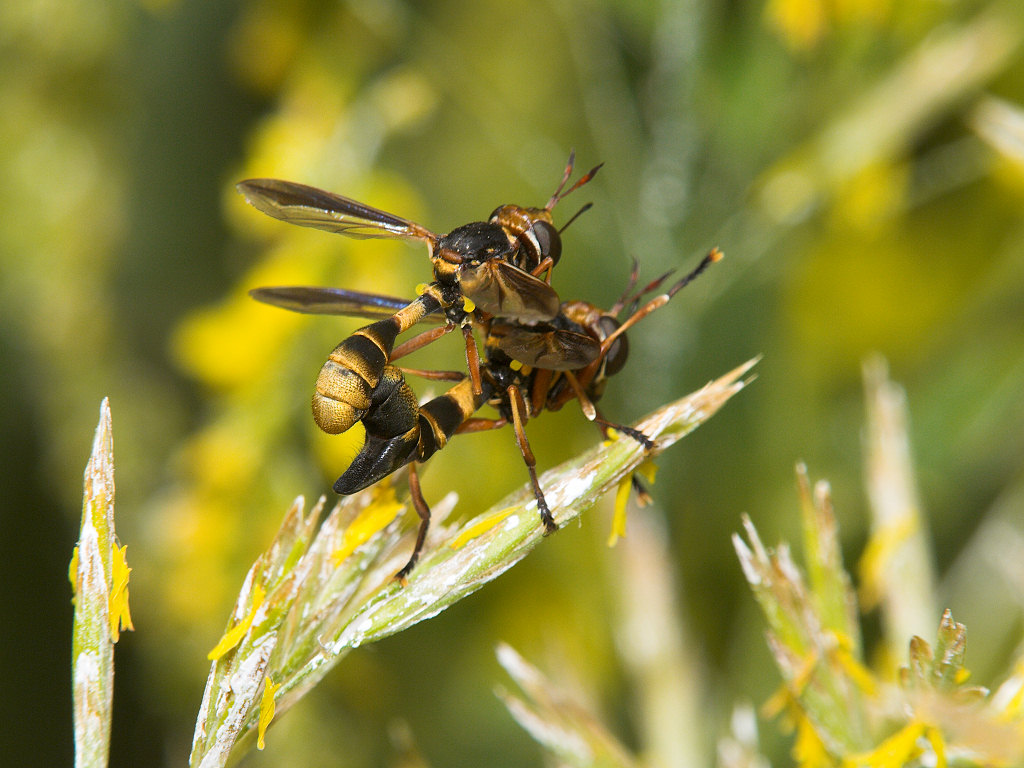 Wasp_X6211379_06-21-2020-001.jpg