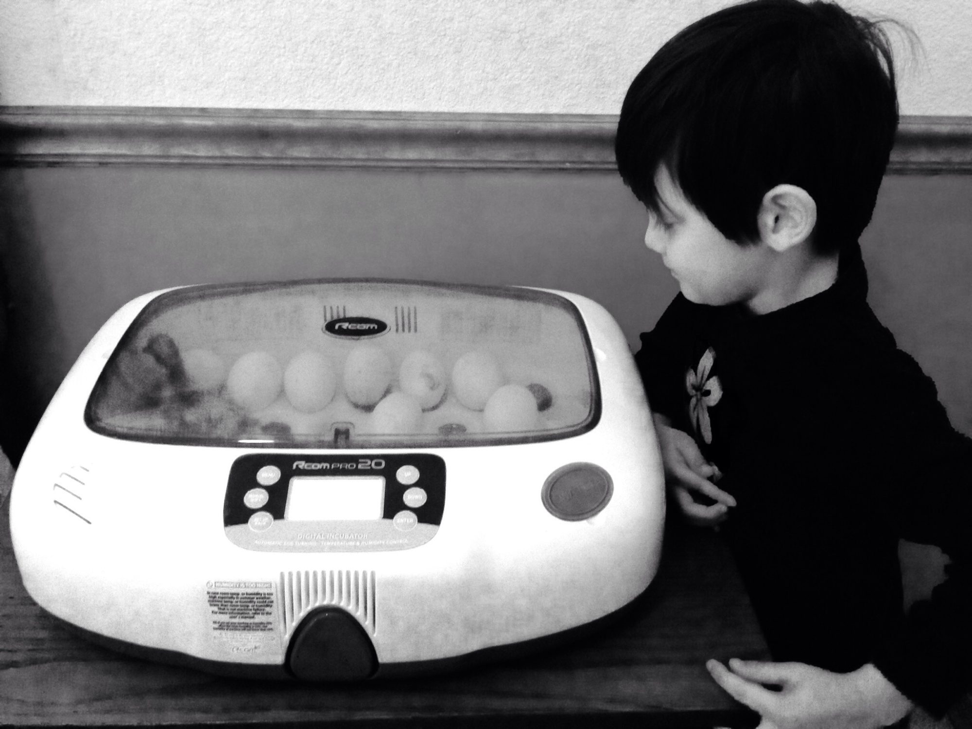 Watching a hatch is always a favorite activity