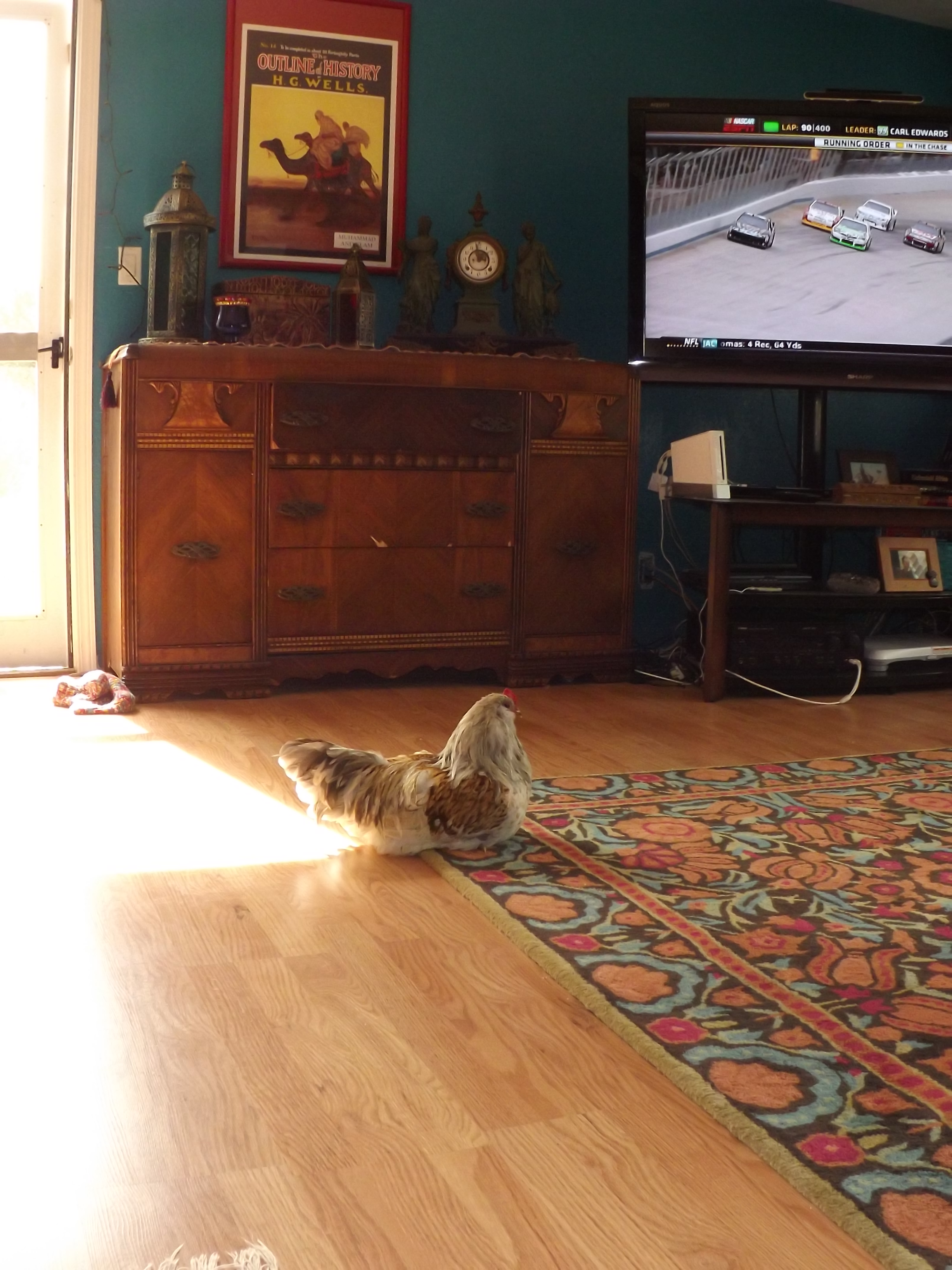 Watching NASCAR.