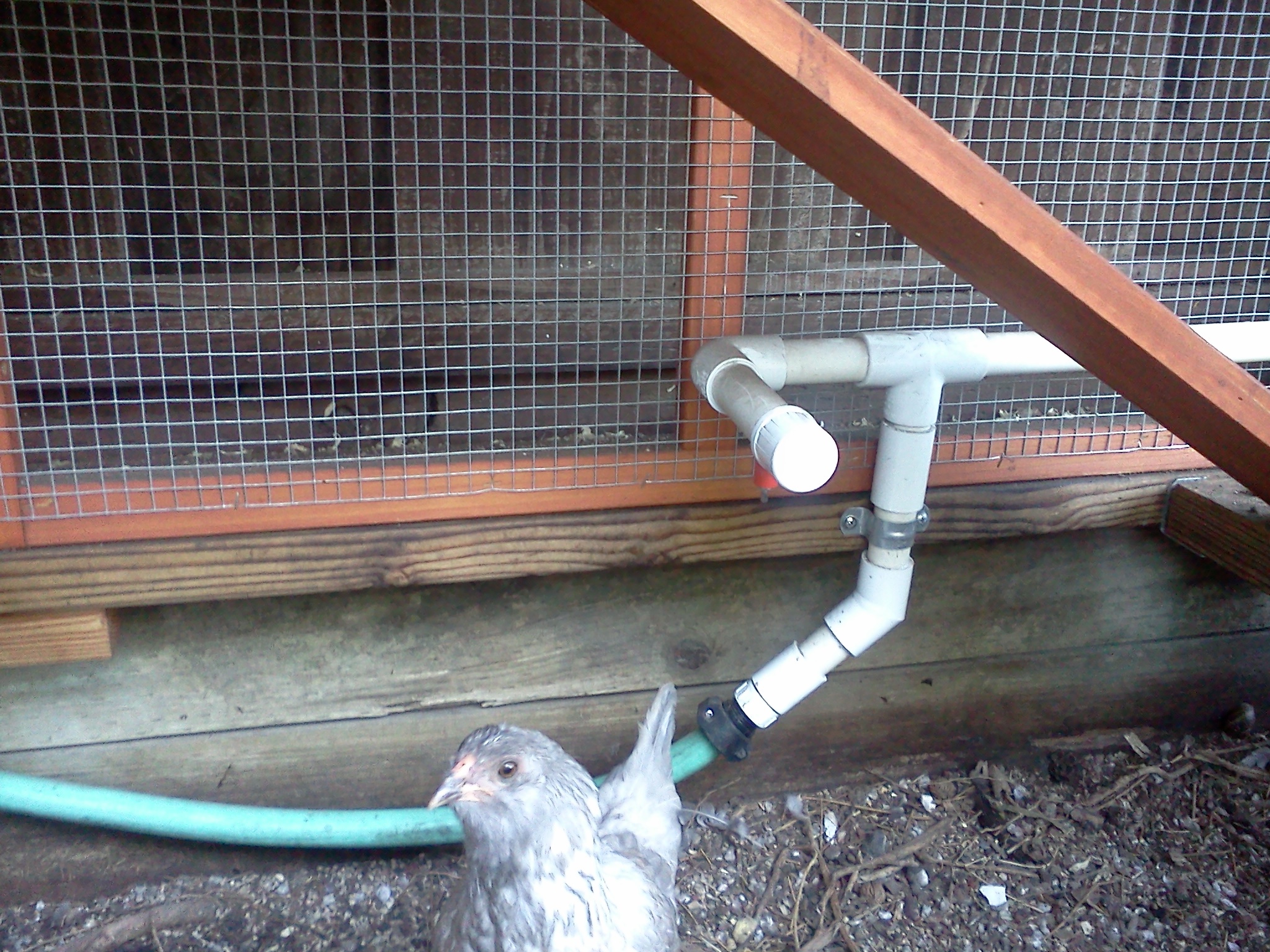 water connection.  12.5 week old easter egger.