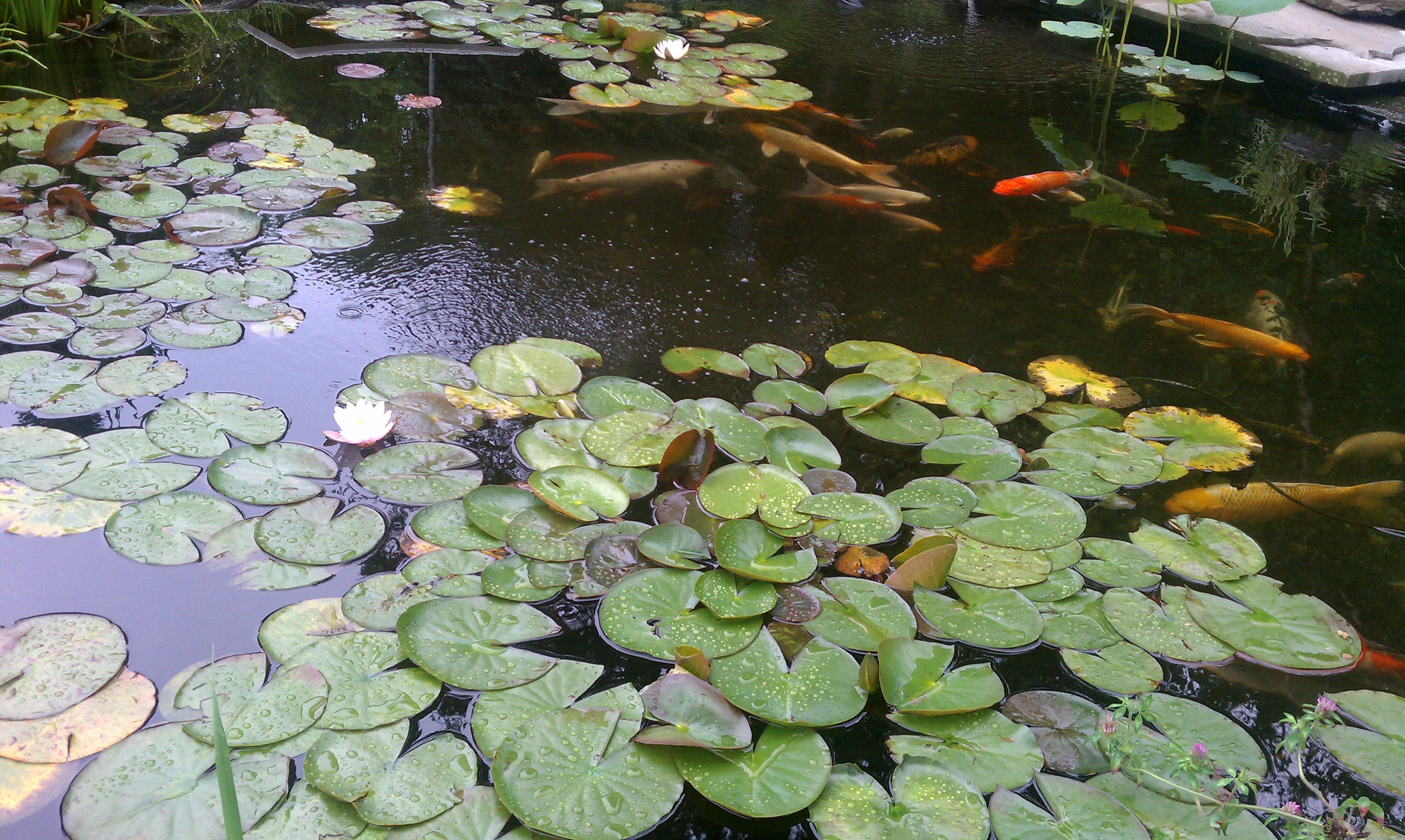 water lilies BackYard Chickens Learn How to Raise Chickens