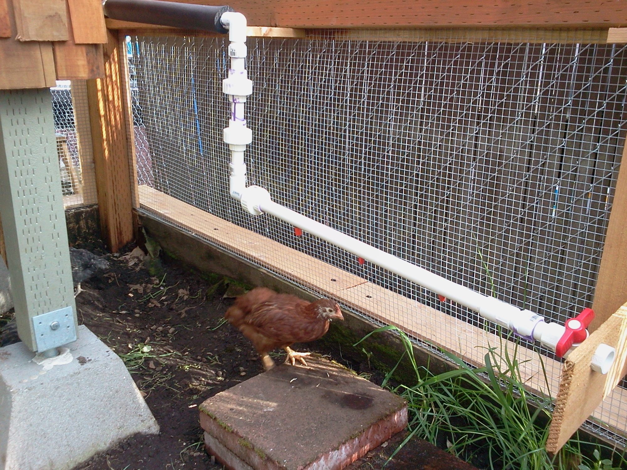 Waterer in Run
