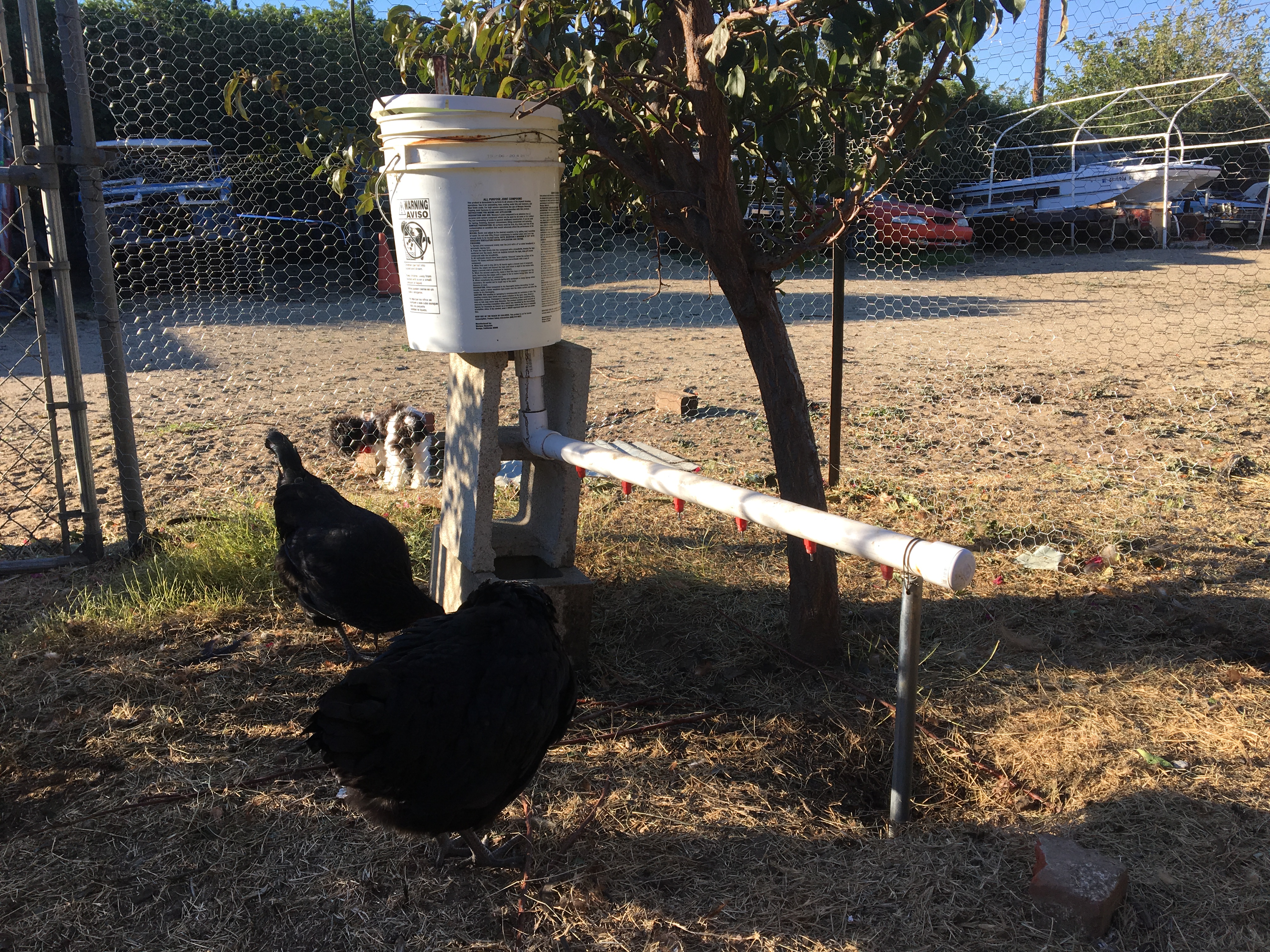 Waterer with a drip line to refill it every night.