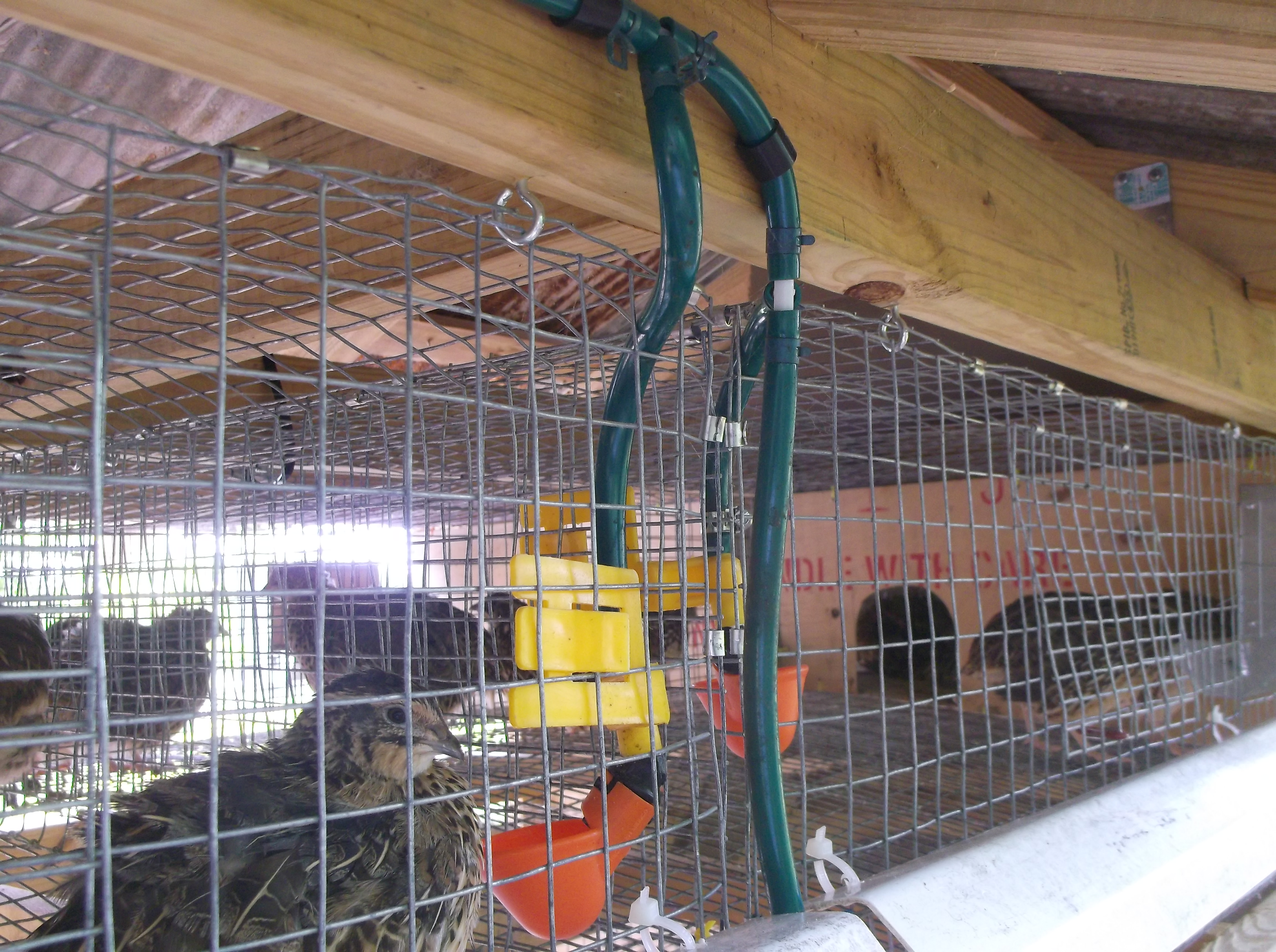 Waterer