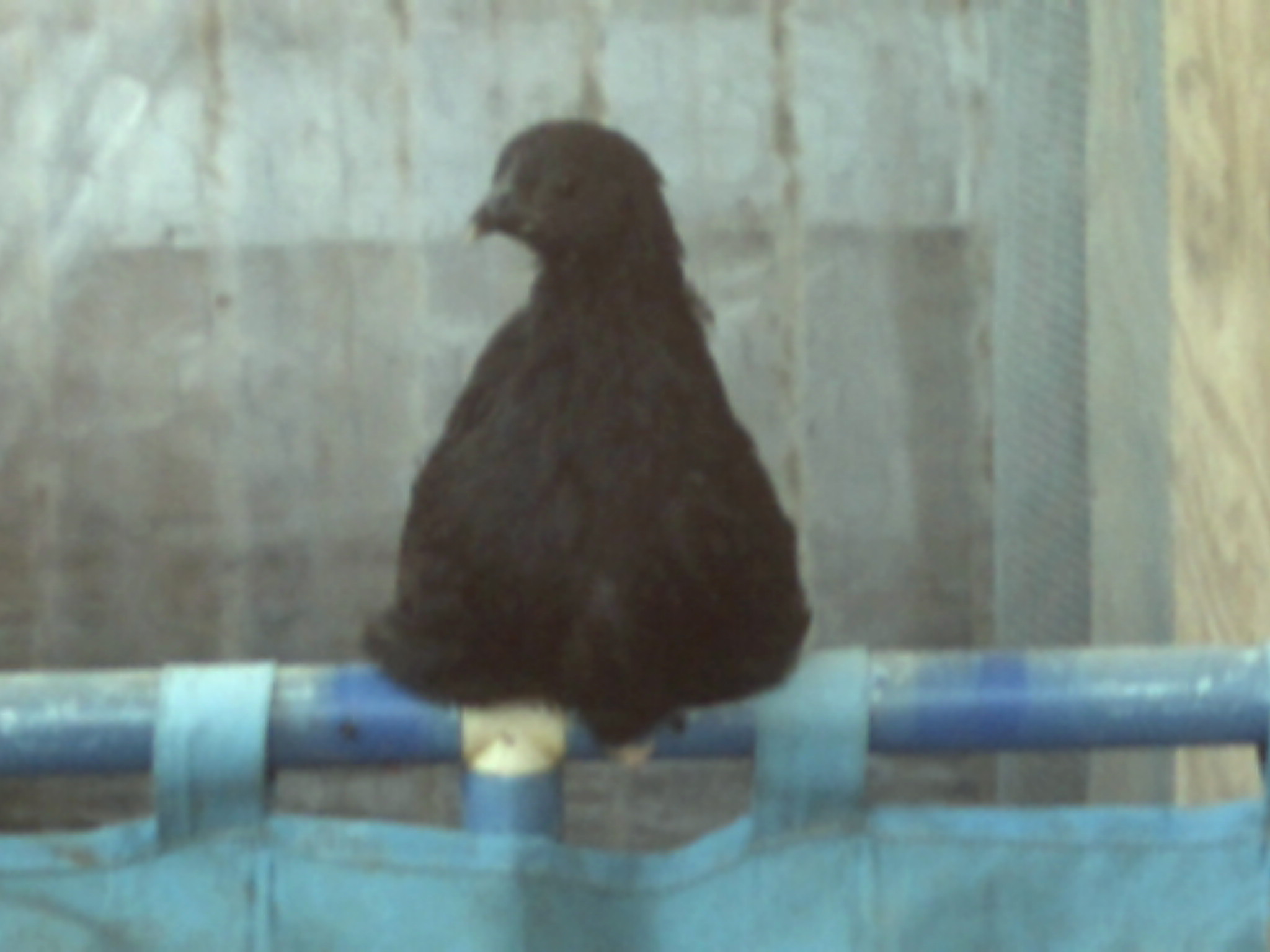 watson my hen?