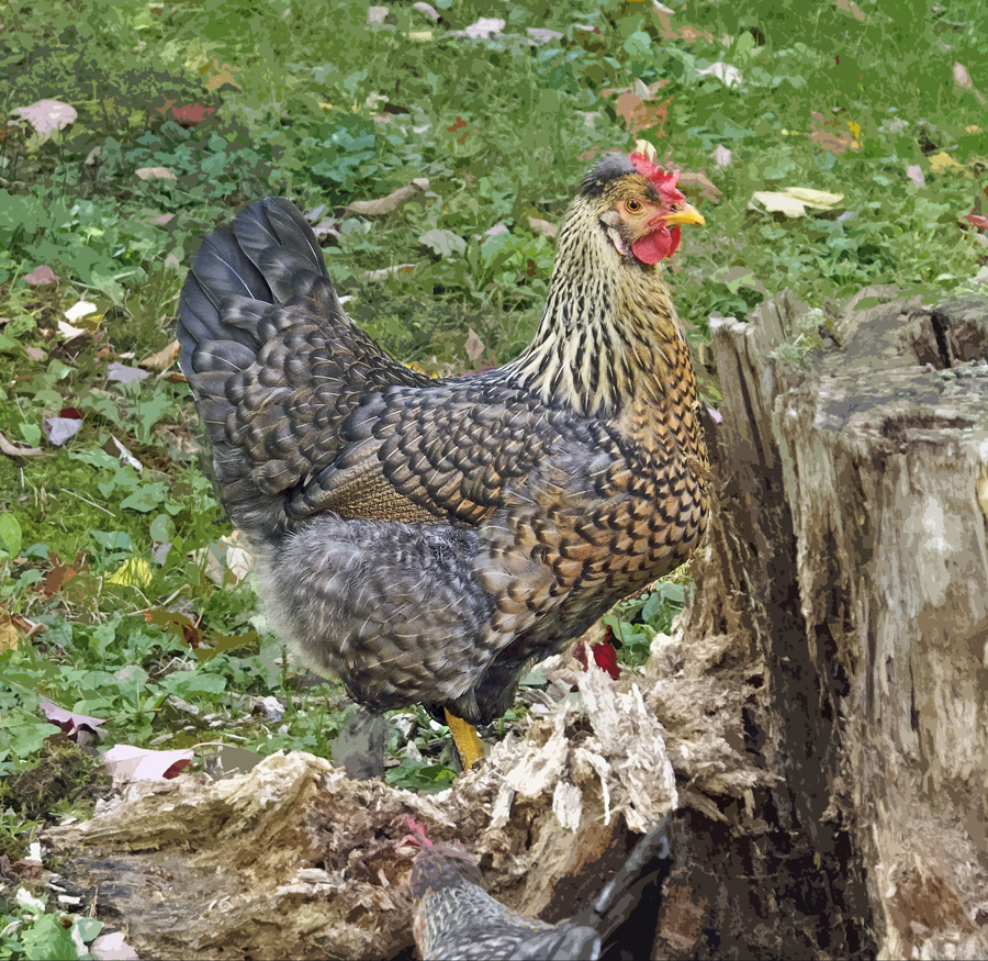 Wattles on tree stump