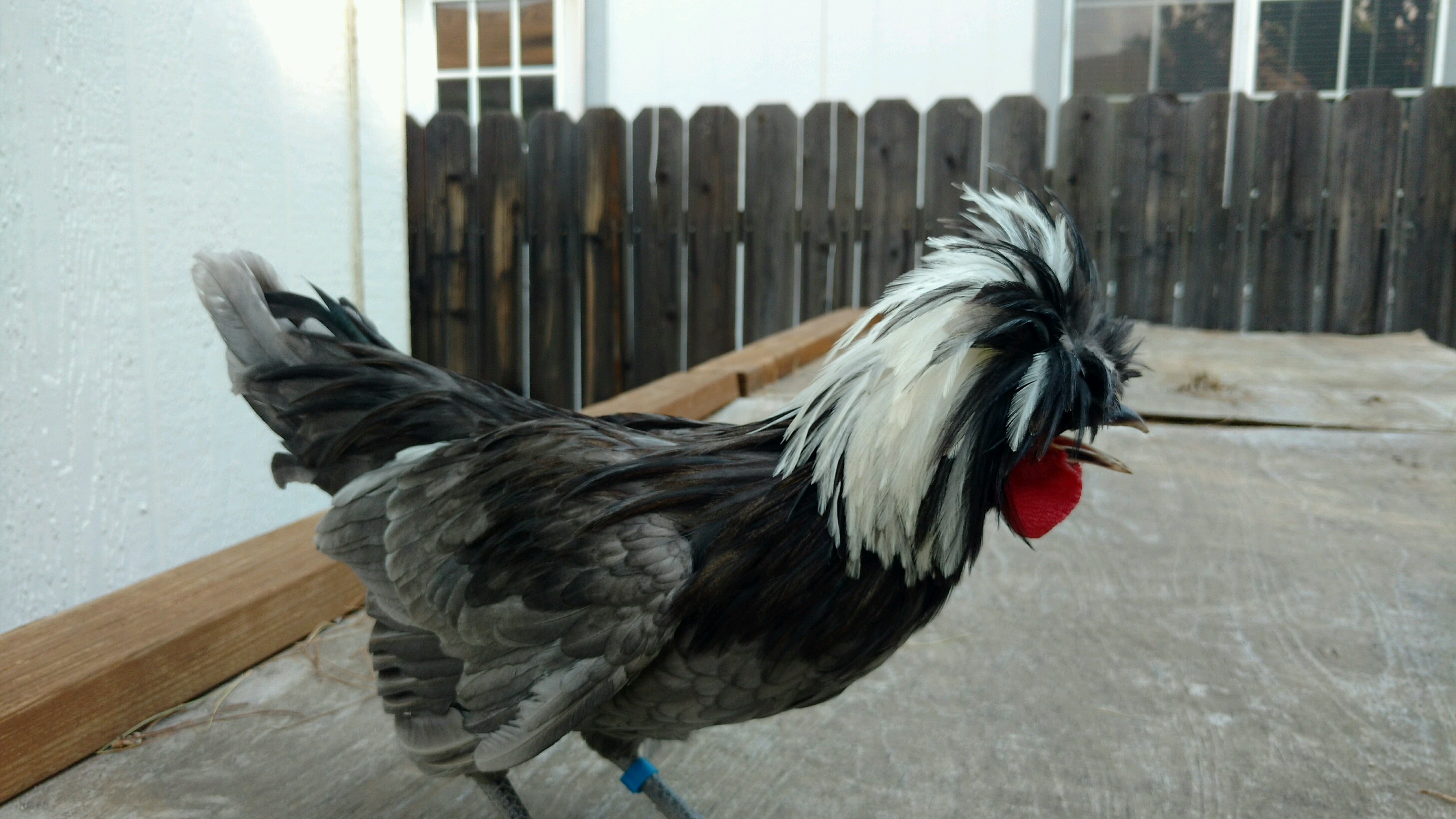 WC blue - name Blu