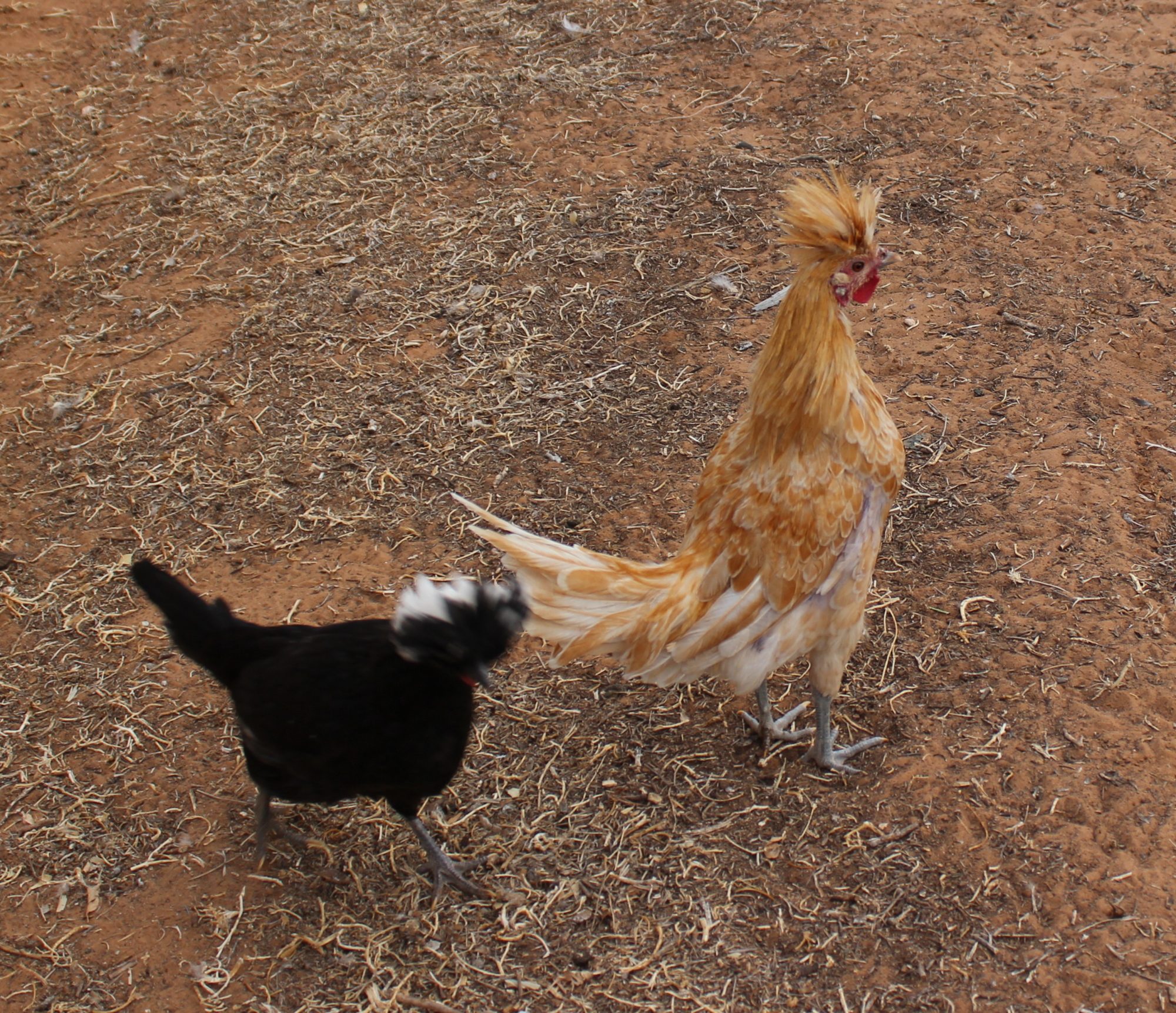 WCB Polish and Buff Polish roo