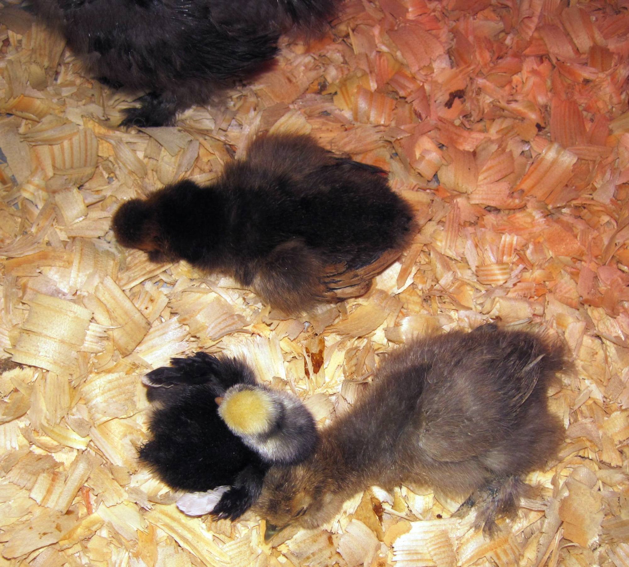 WCB Polish bantam & silkies