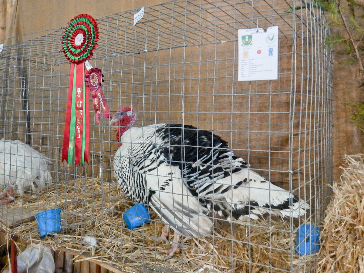 WCPC show 2025 - Part 10 Pic 1.jpg
