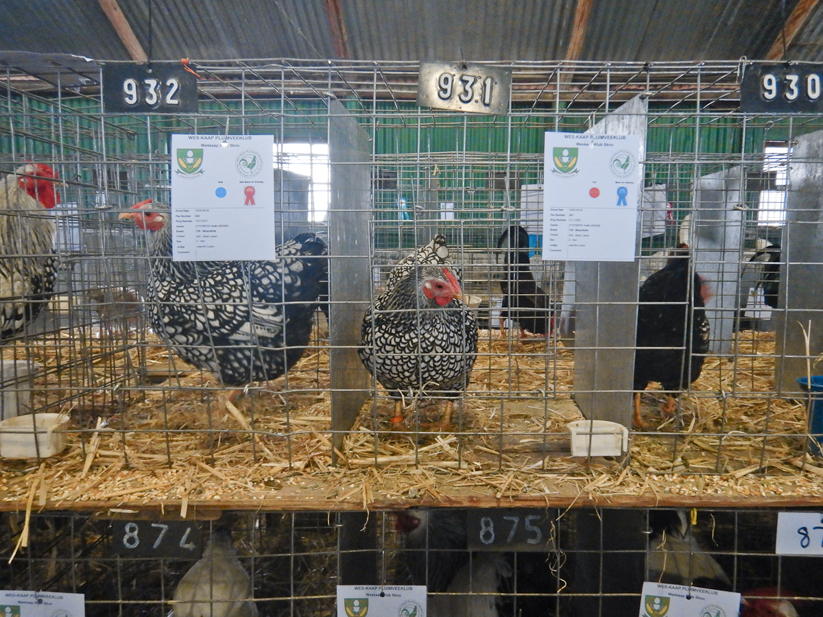 WCPC show 2025 - Part 11 Pic 1.jpg