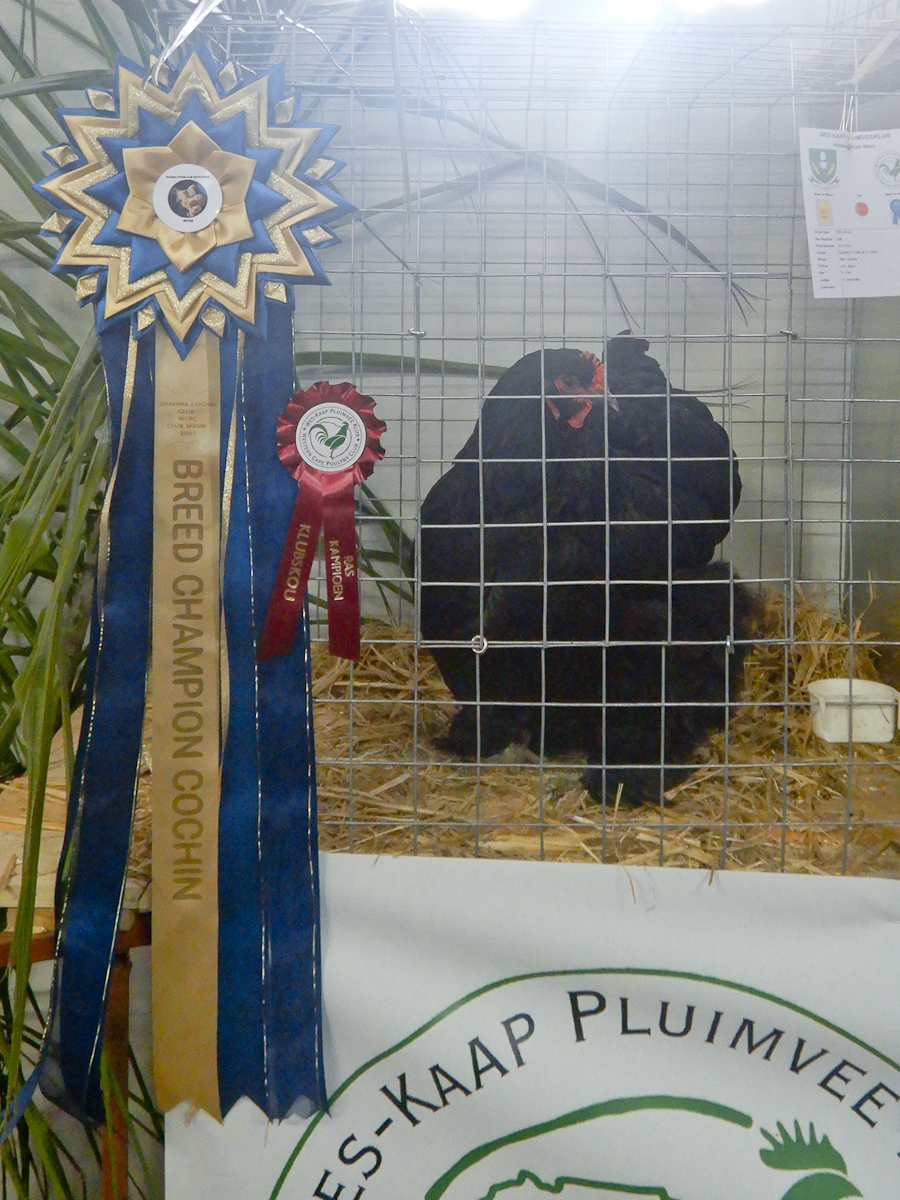 WCPC show 2025 - Part 2 Pic 2.jpg
