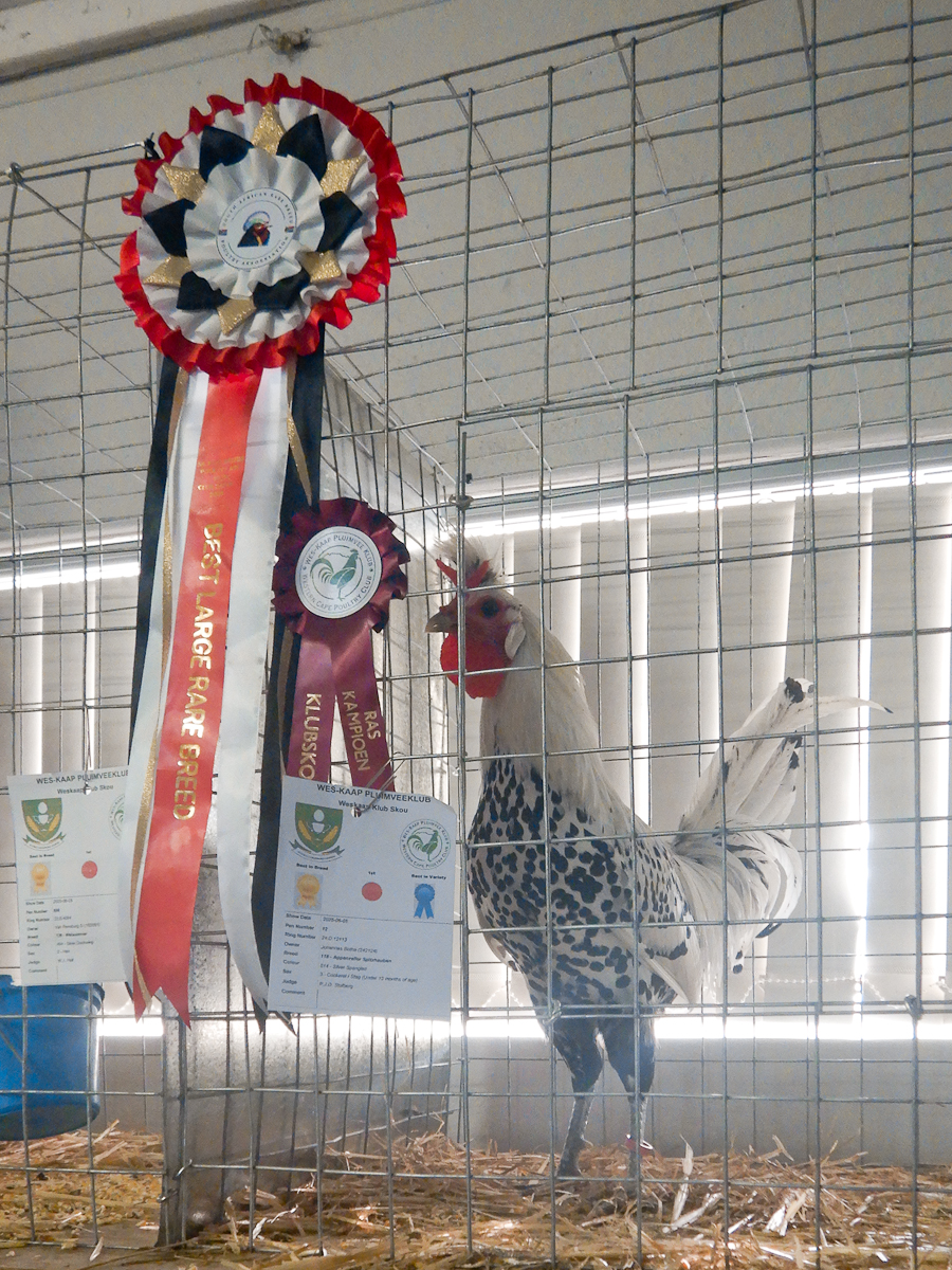 WCPC show 2025 - Part 2 Pic 4.jpg