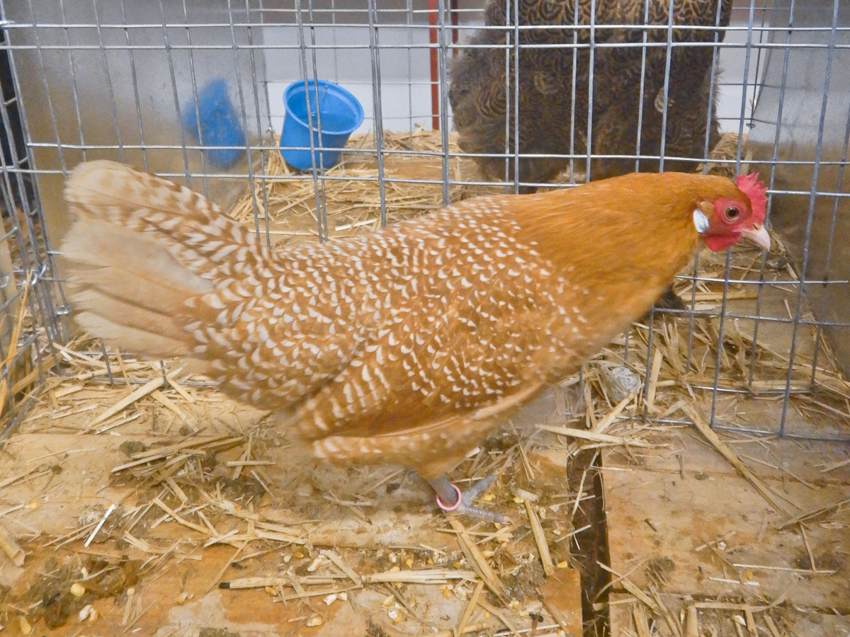 WCPC show 2025 - Part 4 Pic 1.jpg