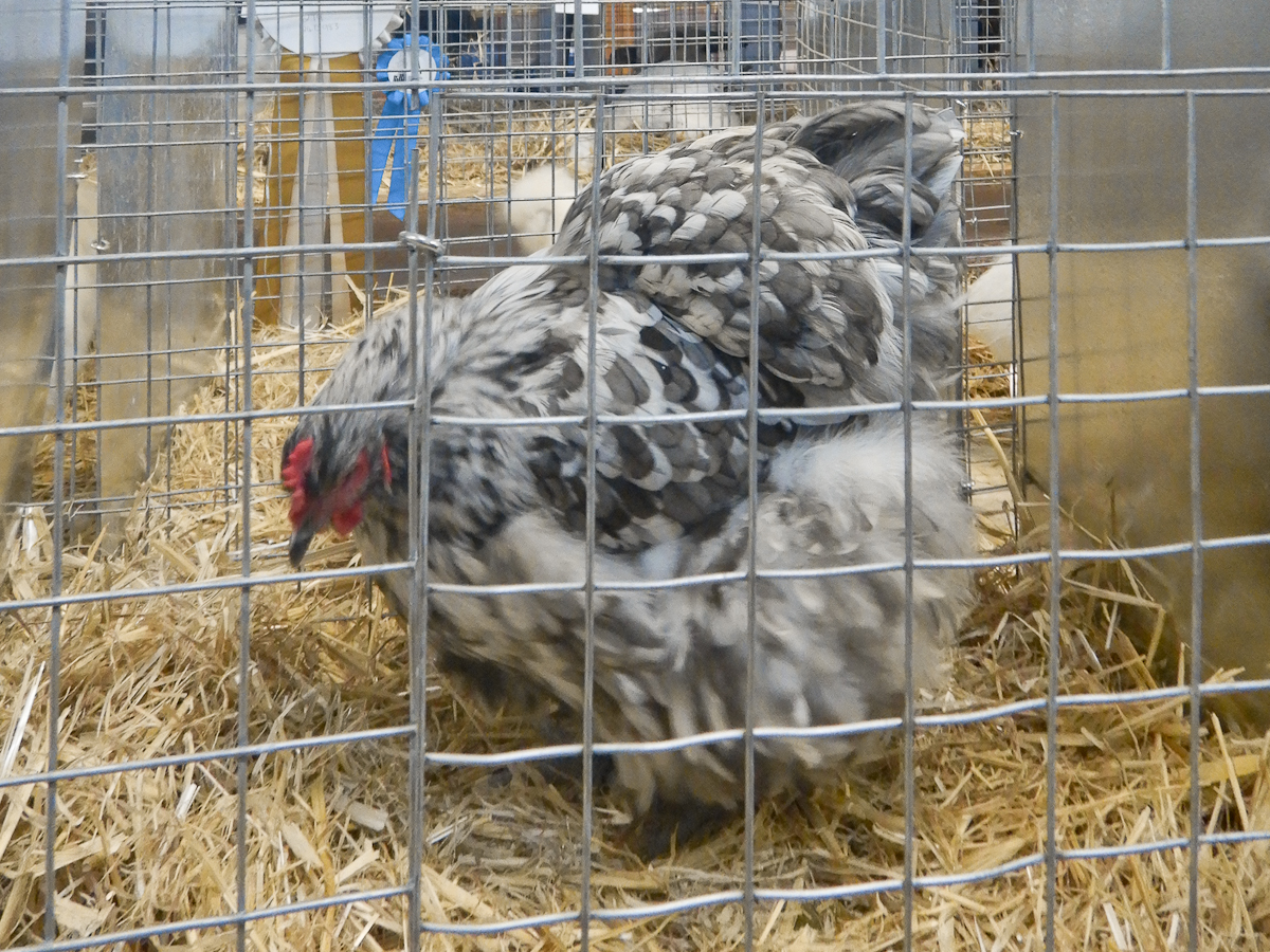 WCPC show 2025 - Part 4 Pic 5.jpg