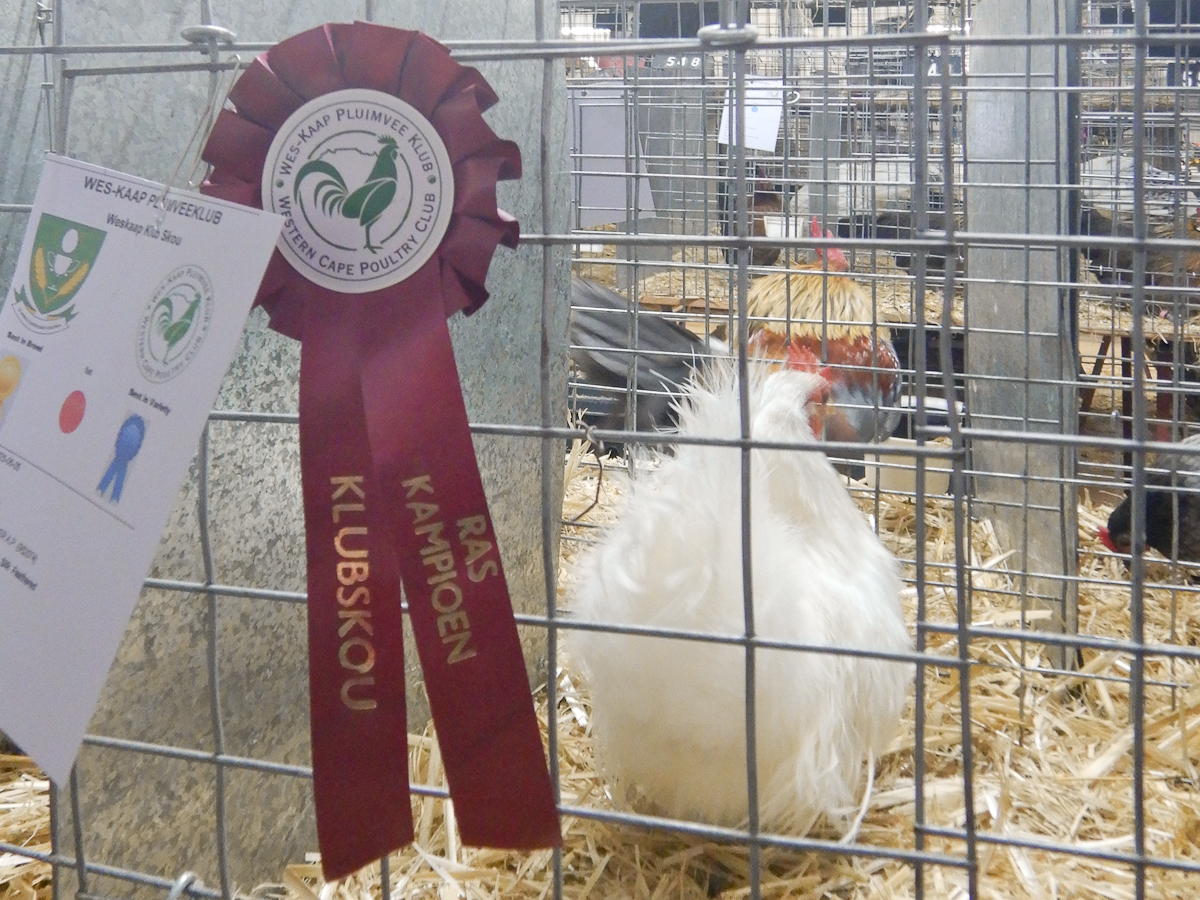 WCPC show 2025 - Part 6 Pic 3.jpg