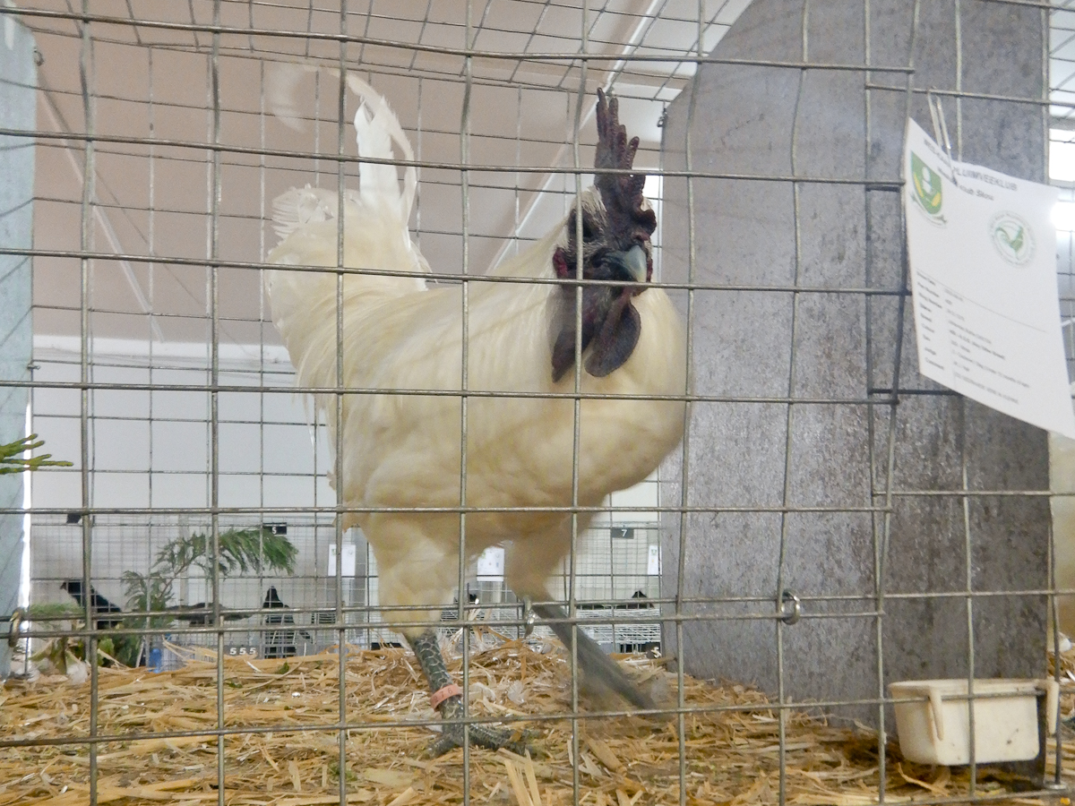 WCPC show 2025 - Part 7 Pic 4.jpg