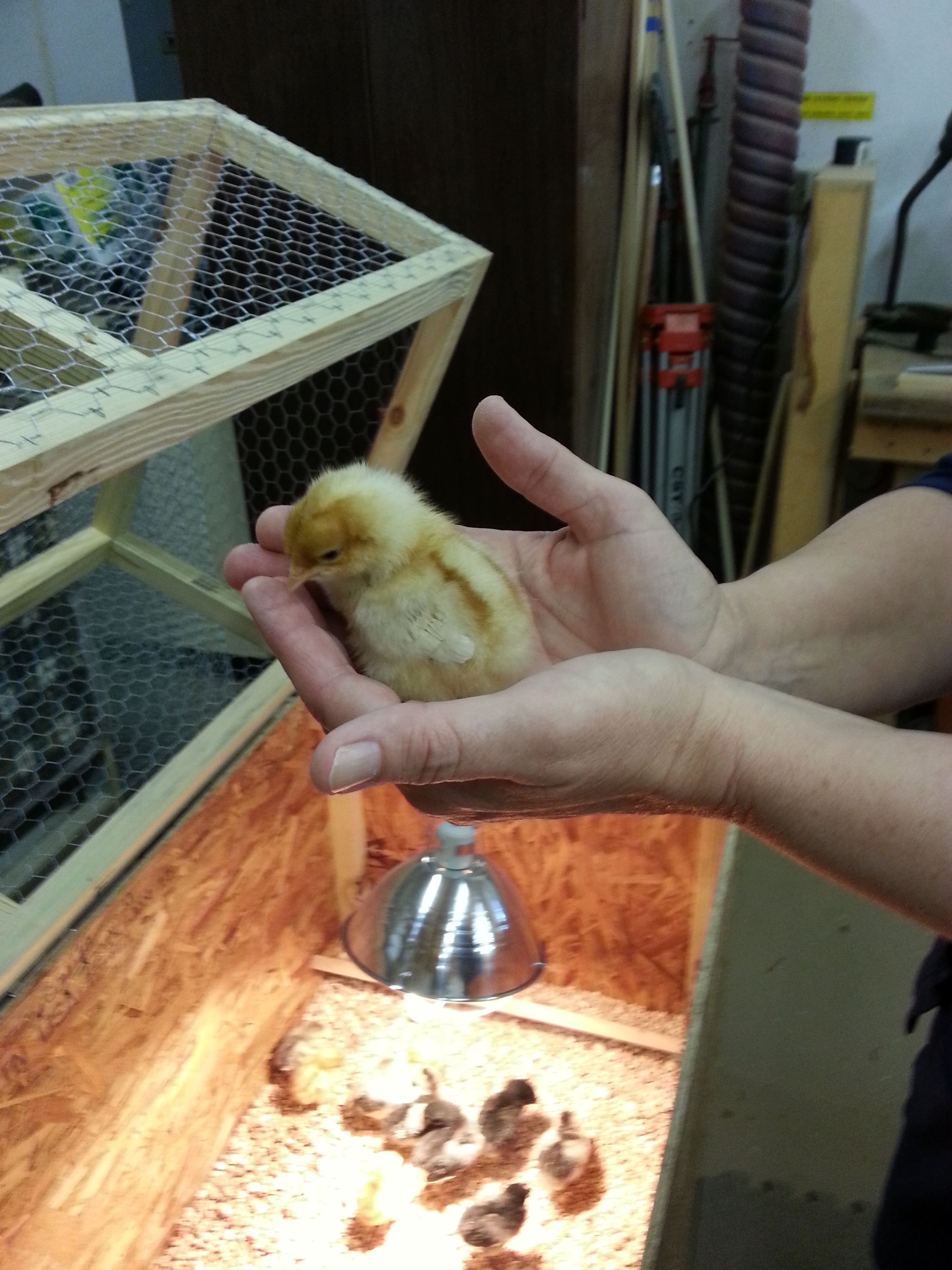 We added 8 more baby chicks the next day- this one is an ISA brown