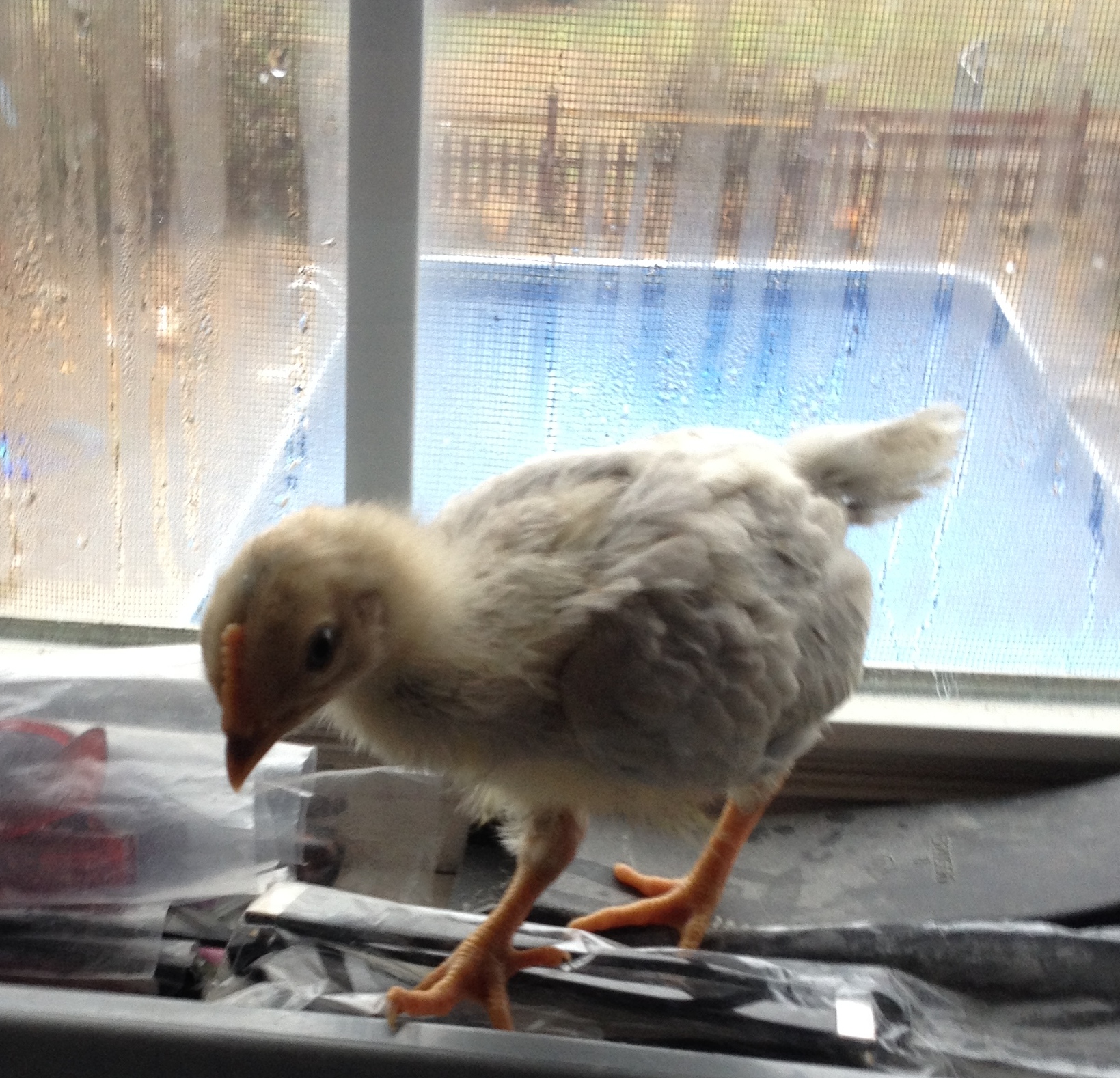We all hate single digit temps and having to brood indoors! A week old isabel cockerel escapee from the brooder.