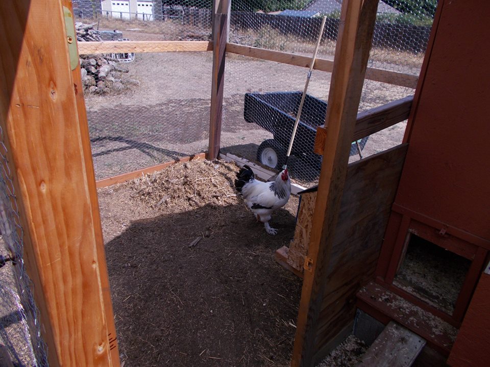 We also added a piece of plywood at the bottom to shield the hens from the rooster as they go into and out of the coop.