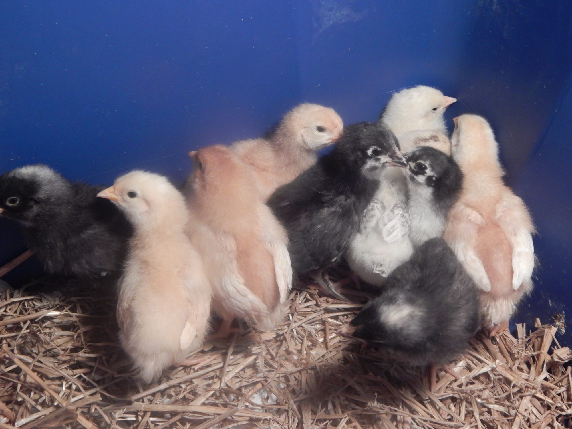 We are a week old here and we are just waiting for the rain to back off so our new coop can continue being built!