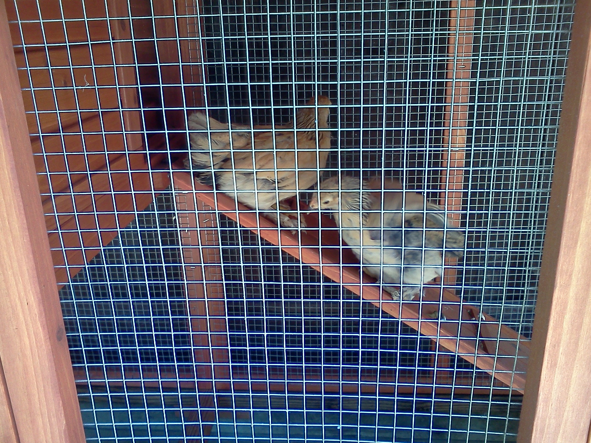 We are not sure about this ramp thing.  Almost six weeks old.  Buff Brahma Bantams.
