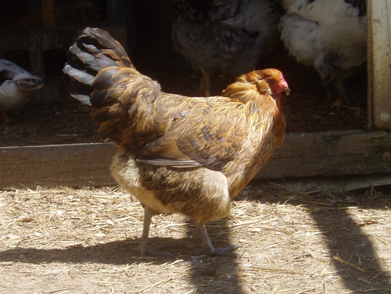 We are sad to report the loss of our cross beaked hen, Penny. She passed away from a heart attack on October 18, 2013 at 7 years old.