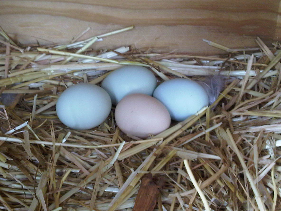 We bought Americanas . . . who is laying the brown one?