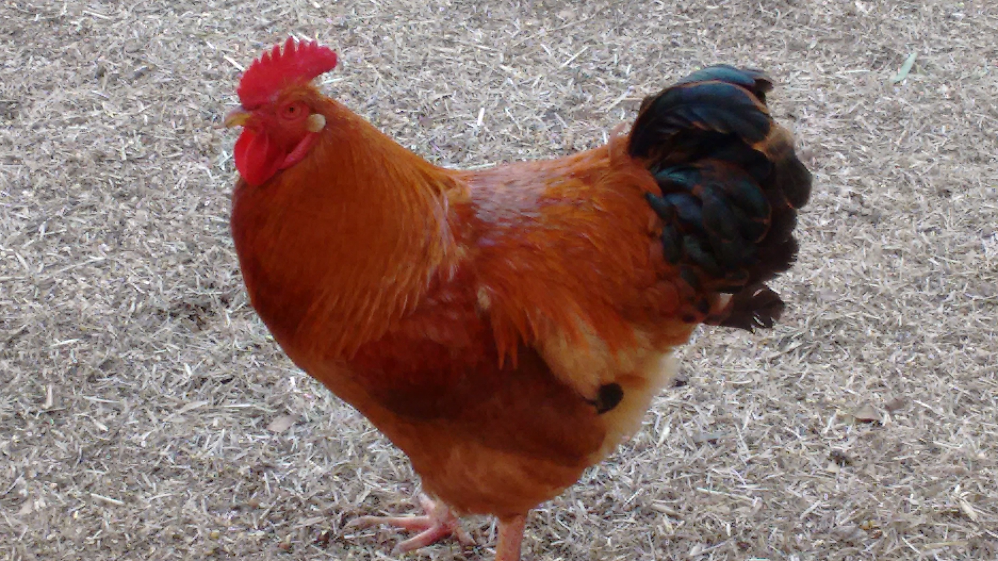 We bought this RIR without seeing him. OMG!!  he weighed like 10 pounds when we opened the box to let him out. 3x the size of our banty roo.  Was an exciting fight.