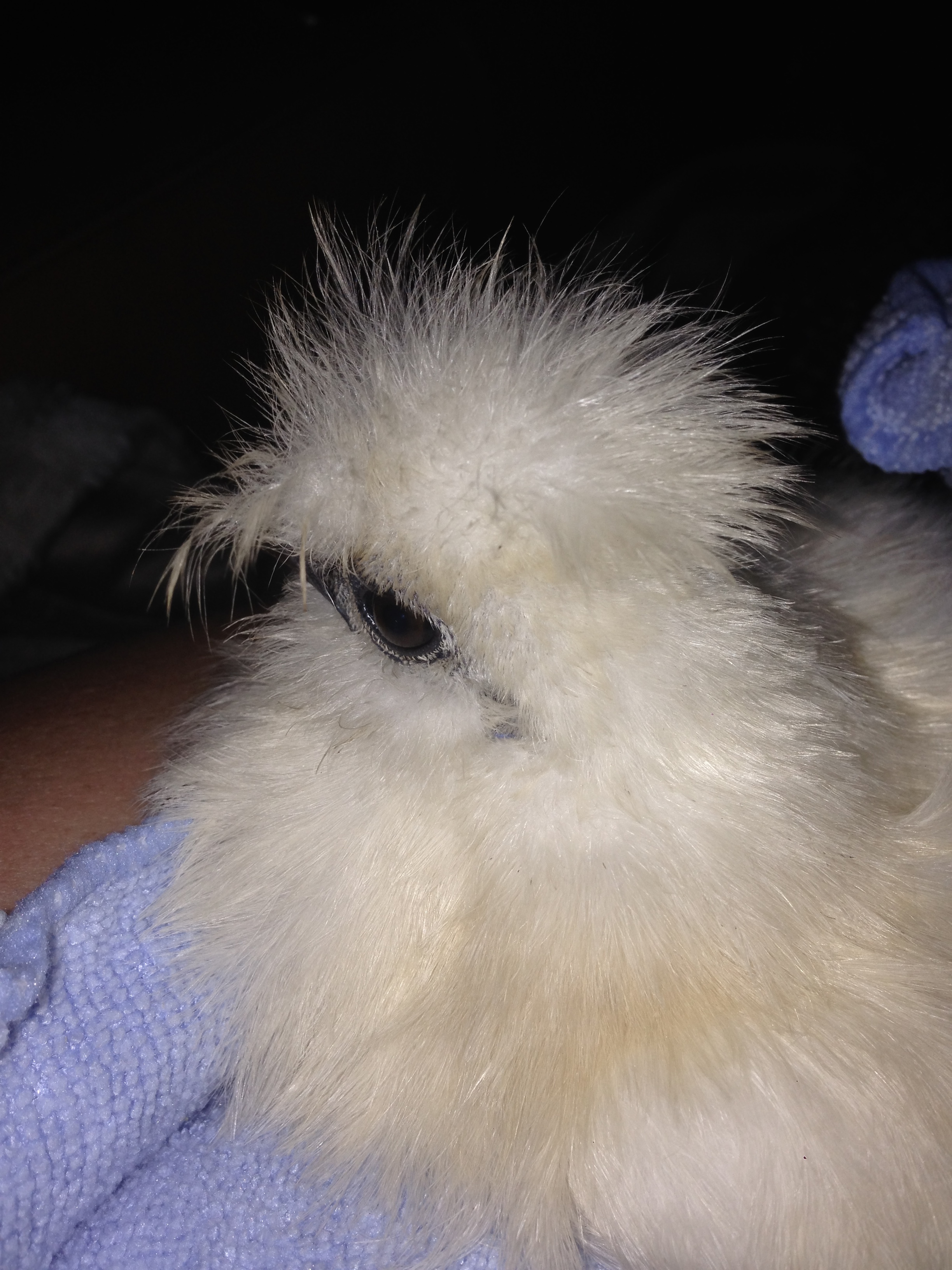 We brought Elsa home first.  After a bath.