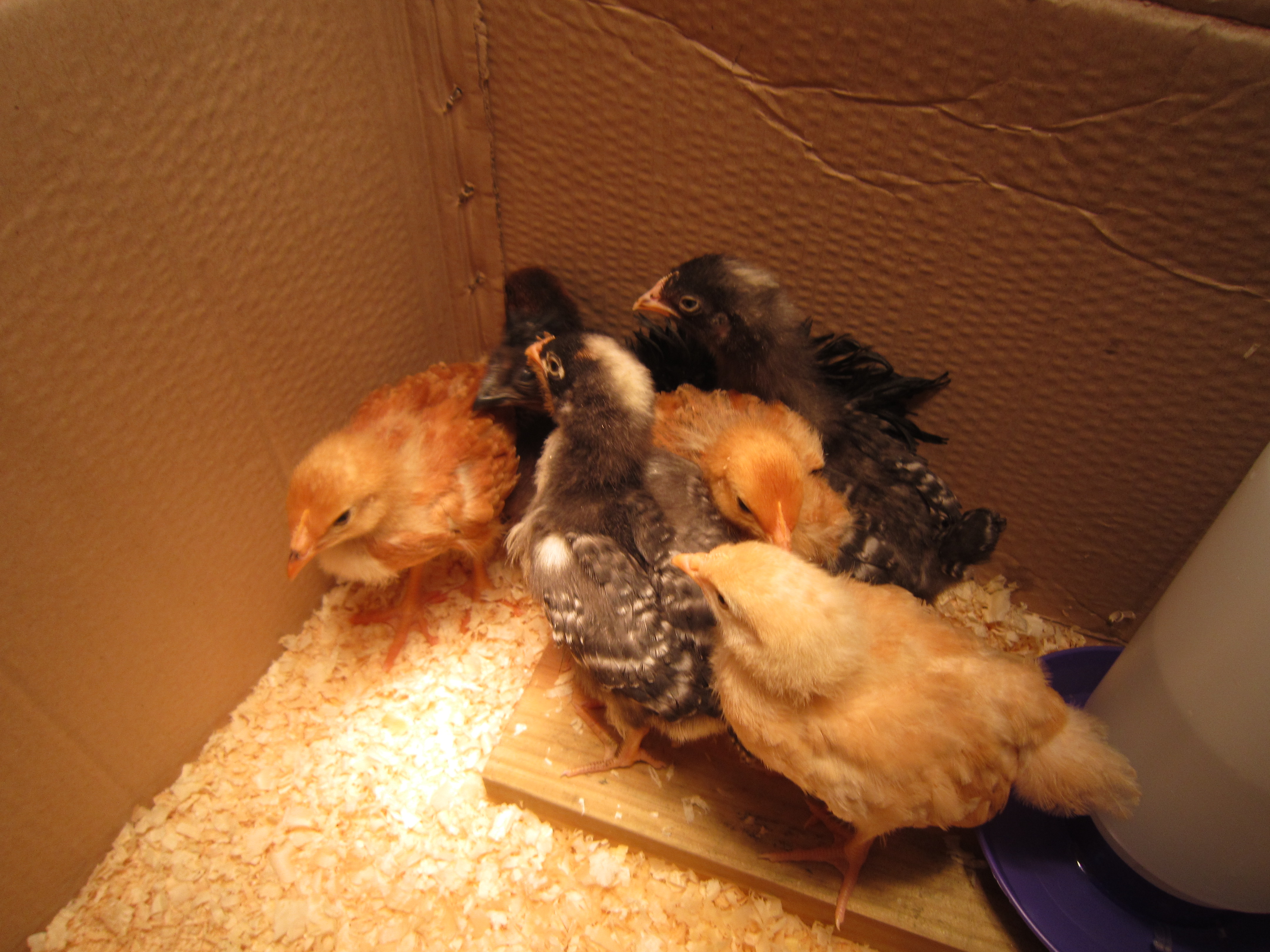 We brought home 3 week old chicks to a cardboard box.  I soon realized that  the box would get soaked from these very messy chickens.  Next step, build a brooder.