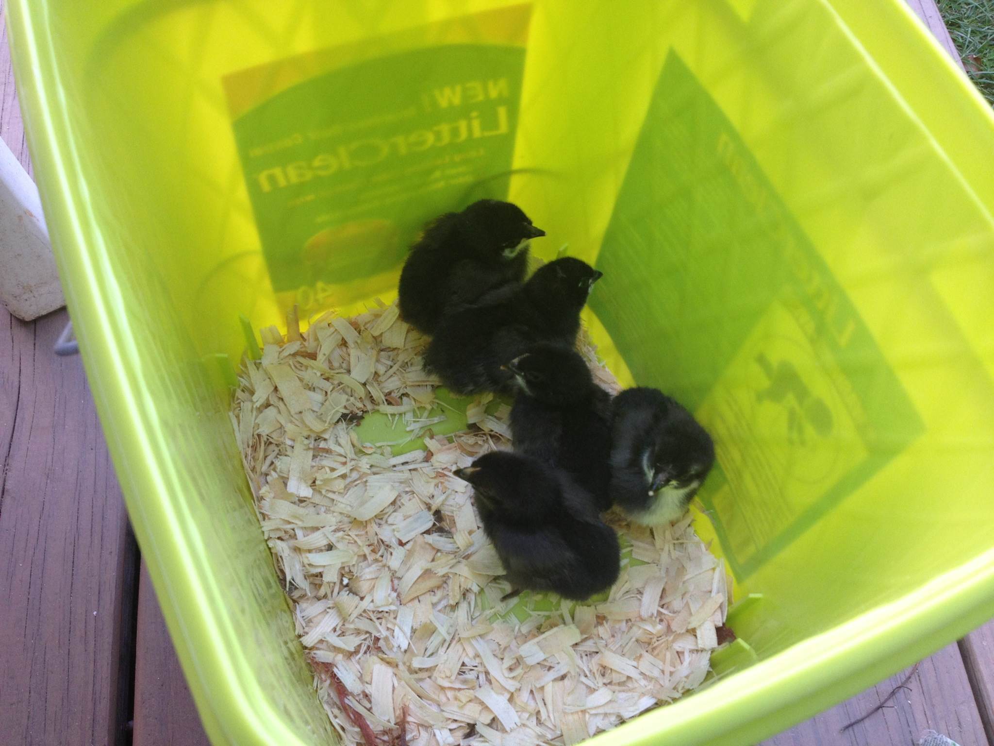 We brought the 5 BC Maran chicks home from the farm in a bucket!