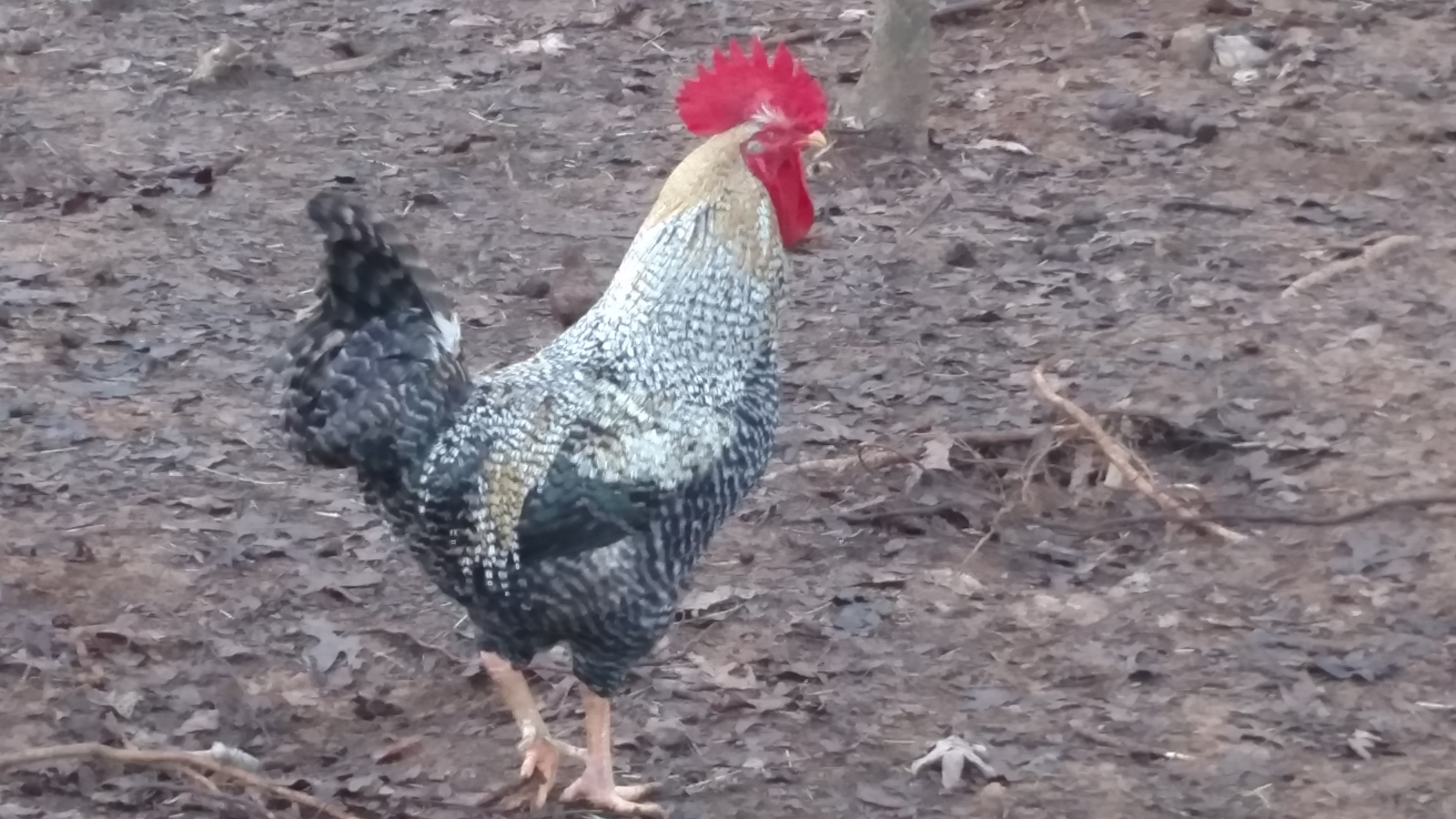 We call him Fetus.  I will upload a short video of him at some point.  Don't know how old he is.  Had him almost 6 months now.  He is ruler of the pig pen.