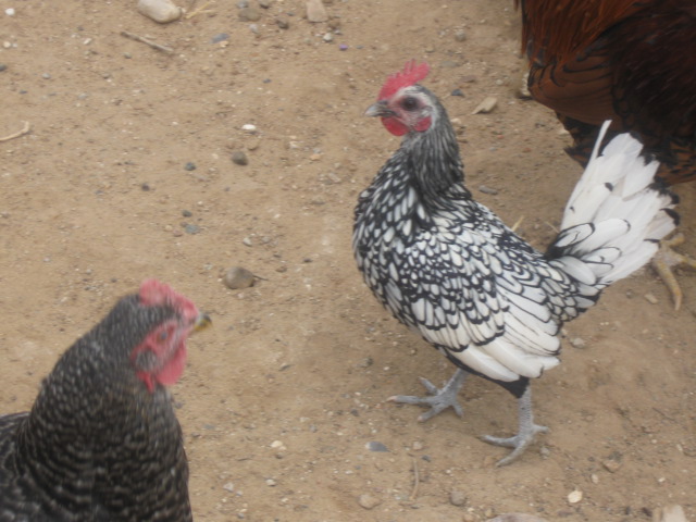 We call him "Ricky" after Desi Arnaz from I Love Lucy. I just hope He is Not a She? Any help? Boy Or Girl?