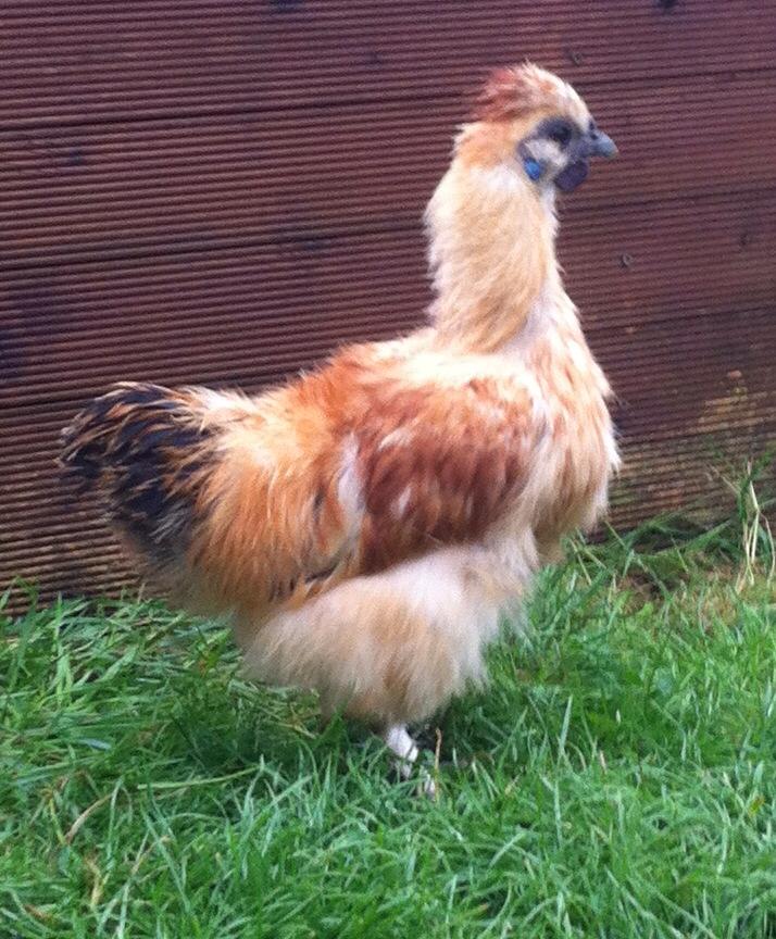 We call this one Agnes but we think it may be Arnold.