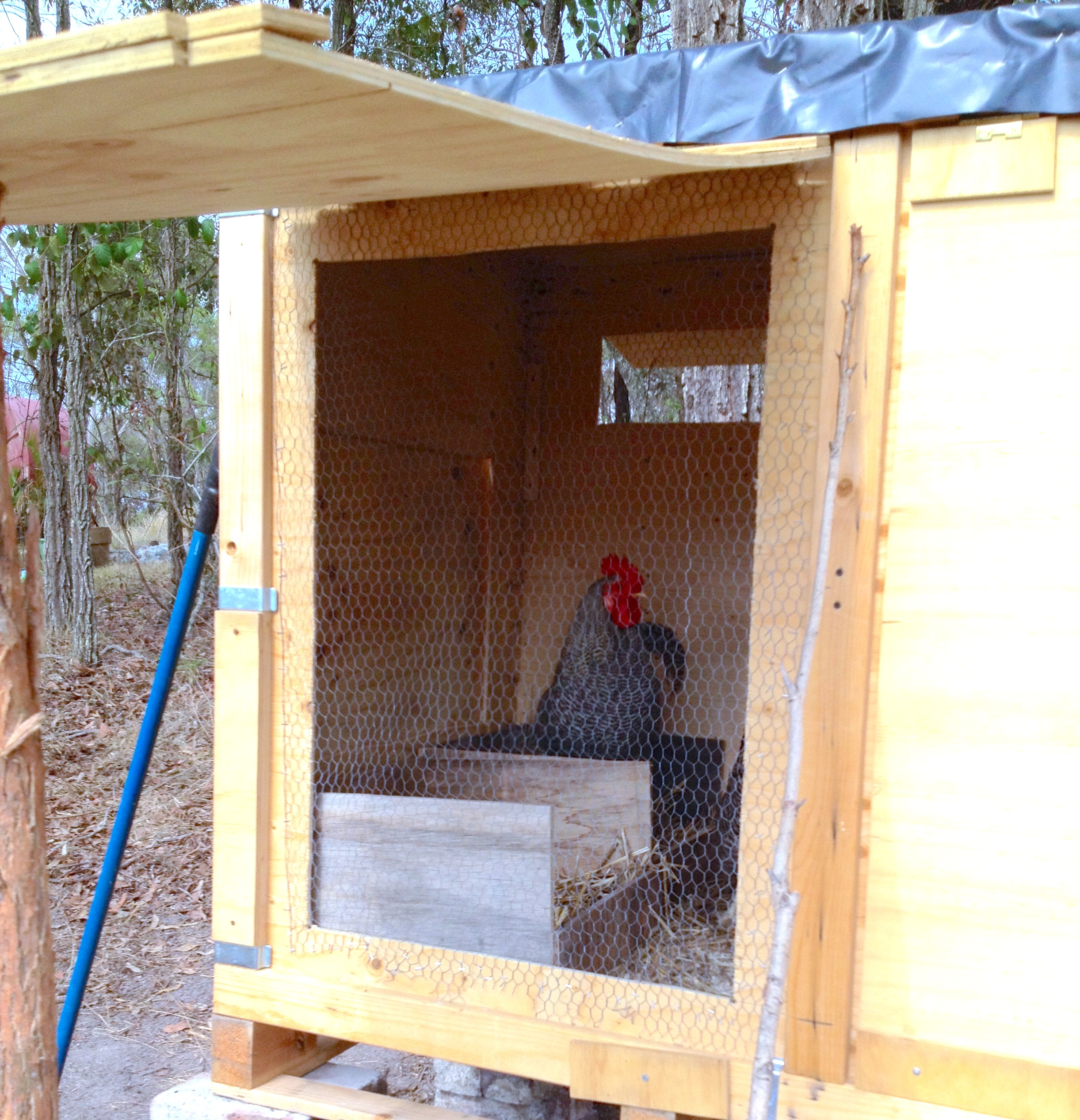 We called this Rooster Charlie. My husband said we should have called him Priscilla because he is acting very strange - Sitting on the hens eggs. Maybe he is a cock in a frock!
