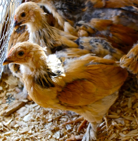 We can not wait until we get into our new coop!!!!!!