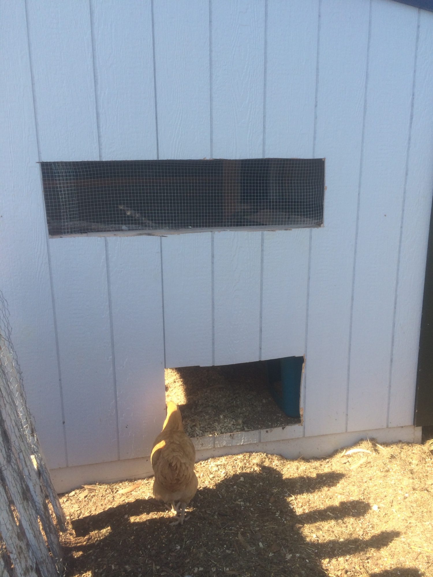 We cut an exit door in the side of the coop that goes out to their run.