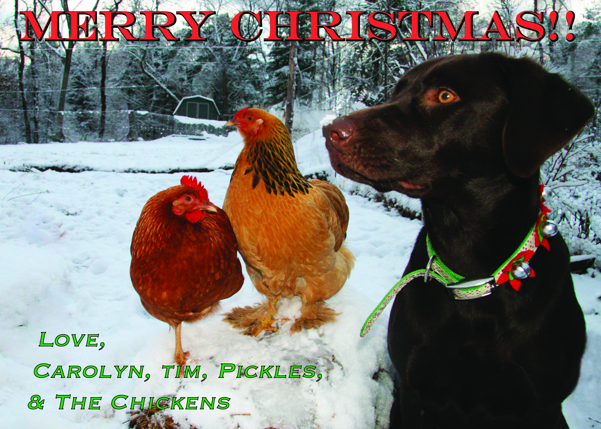 We decided to include our chickens (2 out of 6 posed) in our Christmas card picture.  This is their first Winter!!