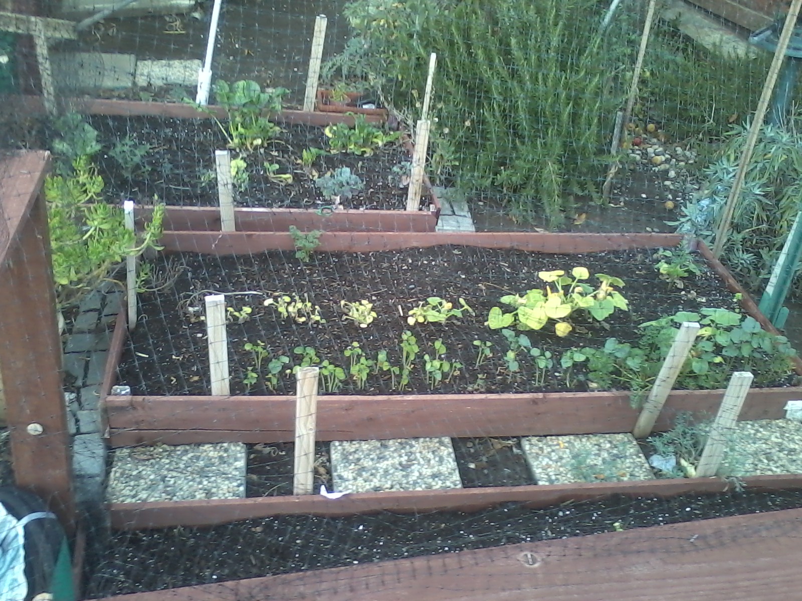 We did not get any rain this year. Finally on the day I photograph we get rain! Hurray! But it's dark and gloomy, and the half dead plants are really enjoying being wet!