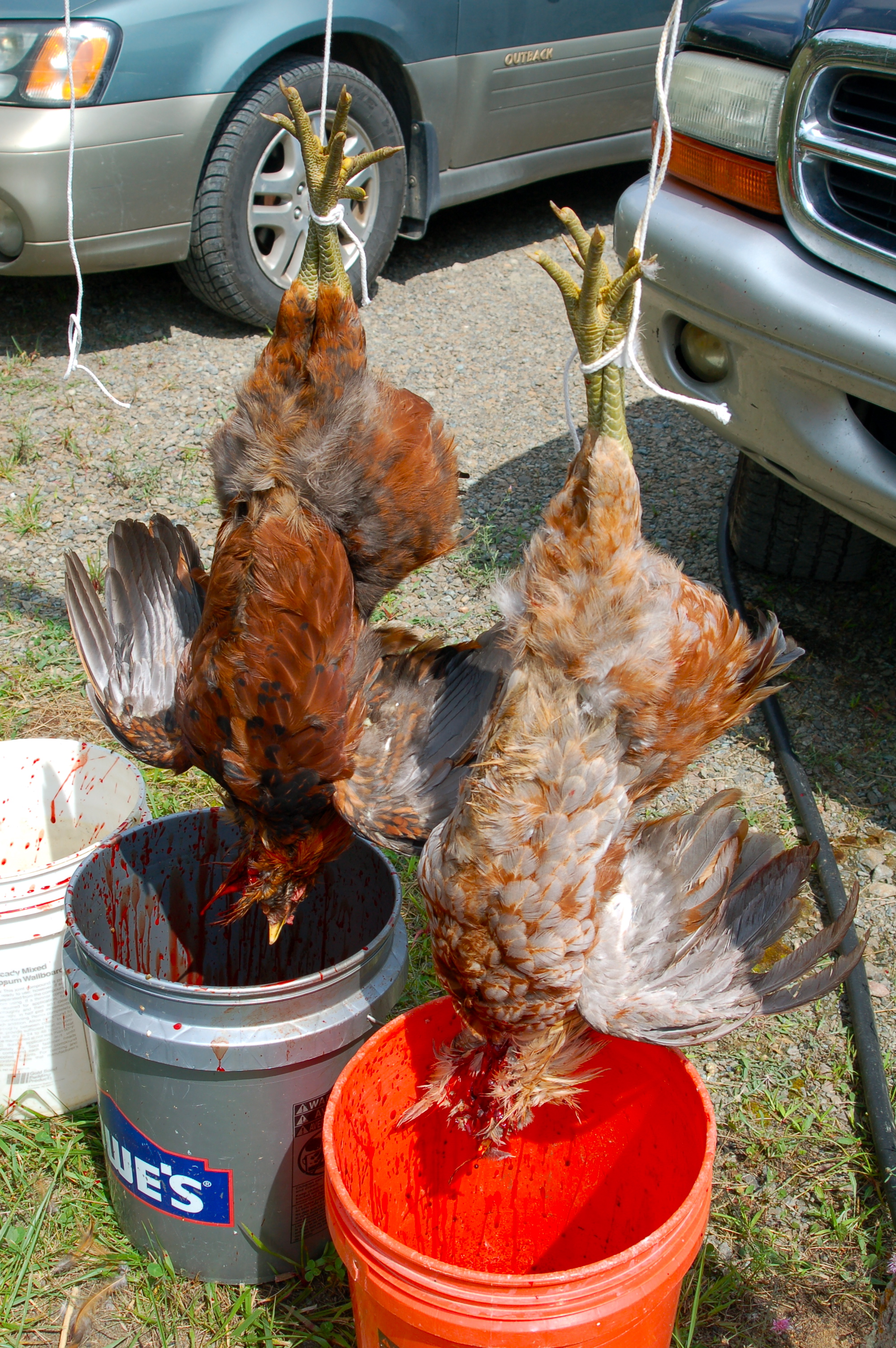 We did the boys two at a time, hanging them by their legs. Note: this is best to do with strong heritage or slow growing birds and NOT Cornish X as their legs are not strong enough to support their body weight. Cornish X can experience a great deal of pain using this method, so it is not recommended.