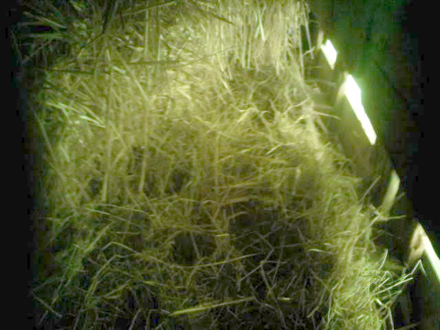 We discovered that one of the two female geese had begun to build a nest carefully "hidden" (she thought) behind the big bale of straw.