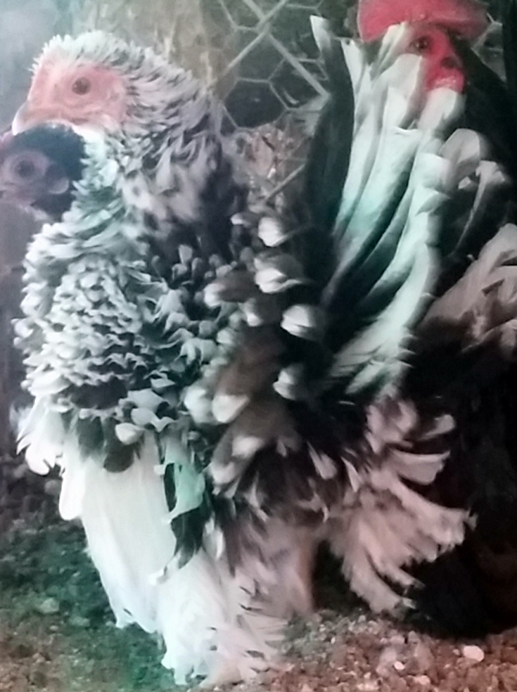 We do not breed many Frizzle, but the ones we have  are NICE !!
