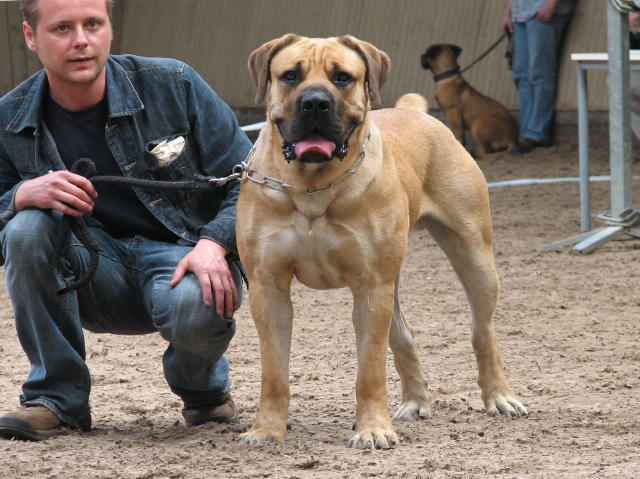 We dont have problems with others dogs.