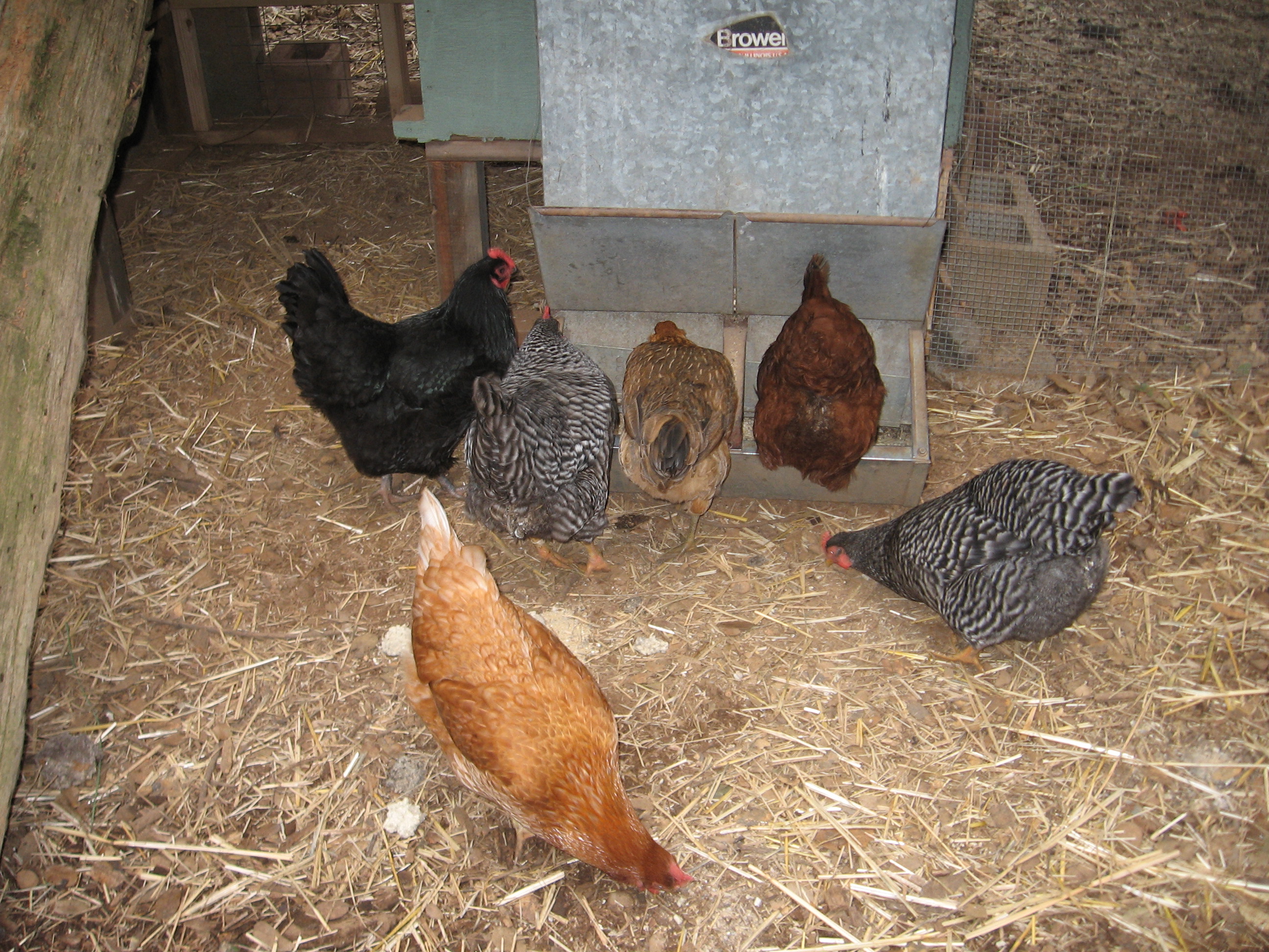 We feed them with a gravity fed hog feeder.  I wired up the trough lids so the hens have acccess to the food all the time.  Hogs would just use their nose to open the lid, (of course the hens can't do that)  this way I can dump a whole sack of food in the hopper and they are good for about 3 weeks.  We have 2 barred rocks, 1 sexlink, 1 RIR, 1 big black hen (not sure what she is) and 2 aracaunas in this pen.  We have another pen with a white leghorn and another sexlink.  No one likes them so for their safety I need to keep them seperated.