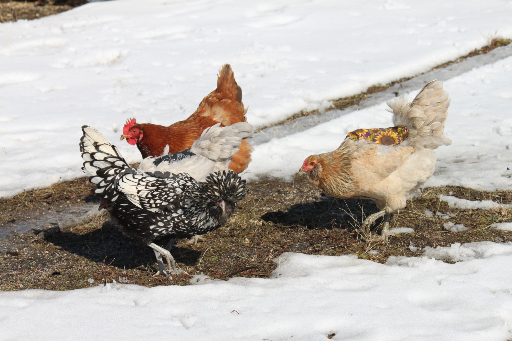 WE FOUND BARE GROUND!