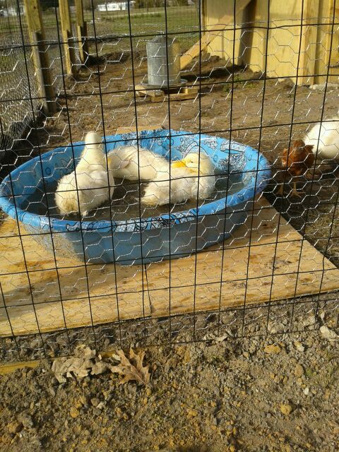 We found the pool.  Didn't take long to get it dirty !
