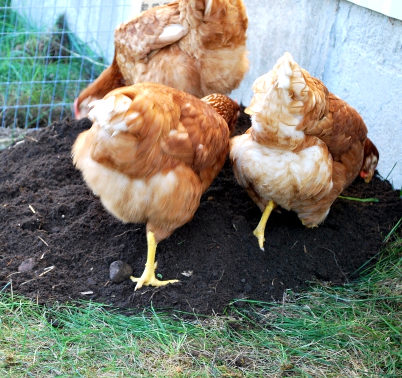 we gave the girls a pile of dirt to play in, but they dig their own holes and burrow into them